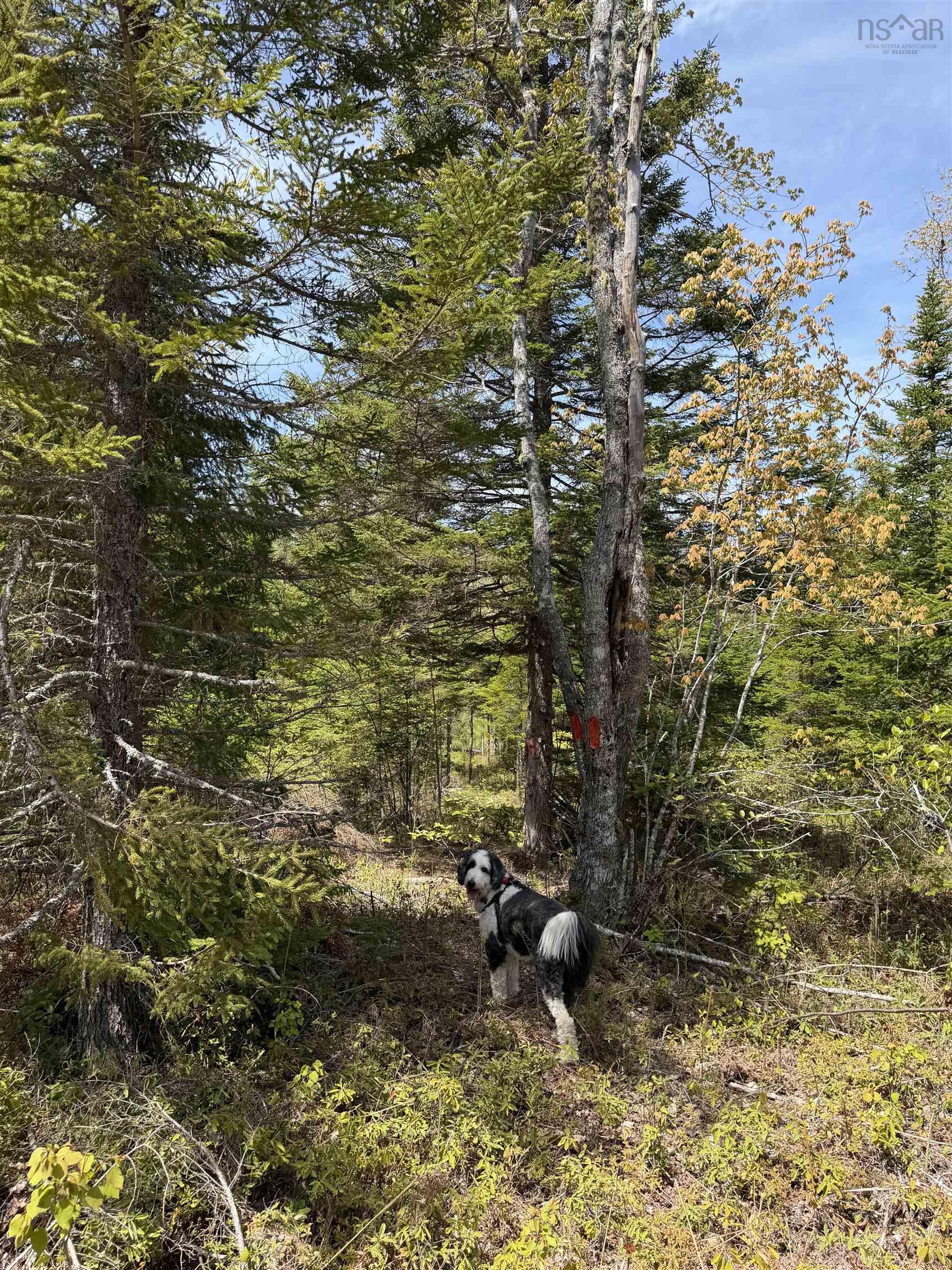 Lot Cl2 Palmer Road, West Wentworth, NS (MLS® 202612874)