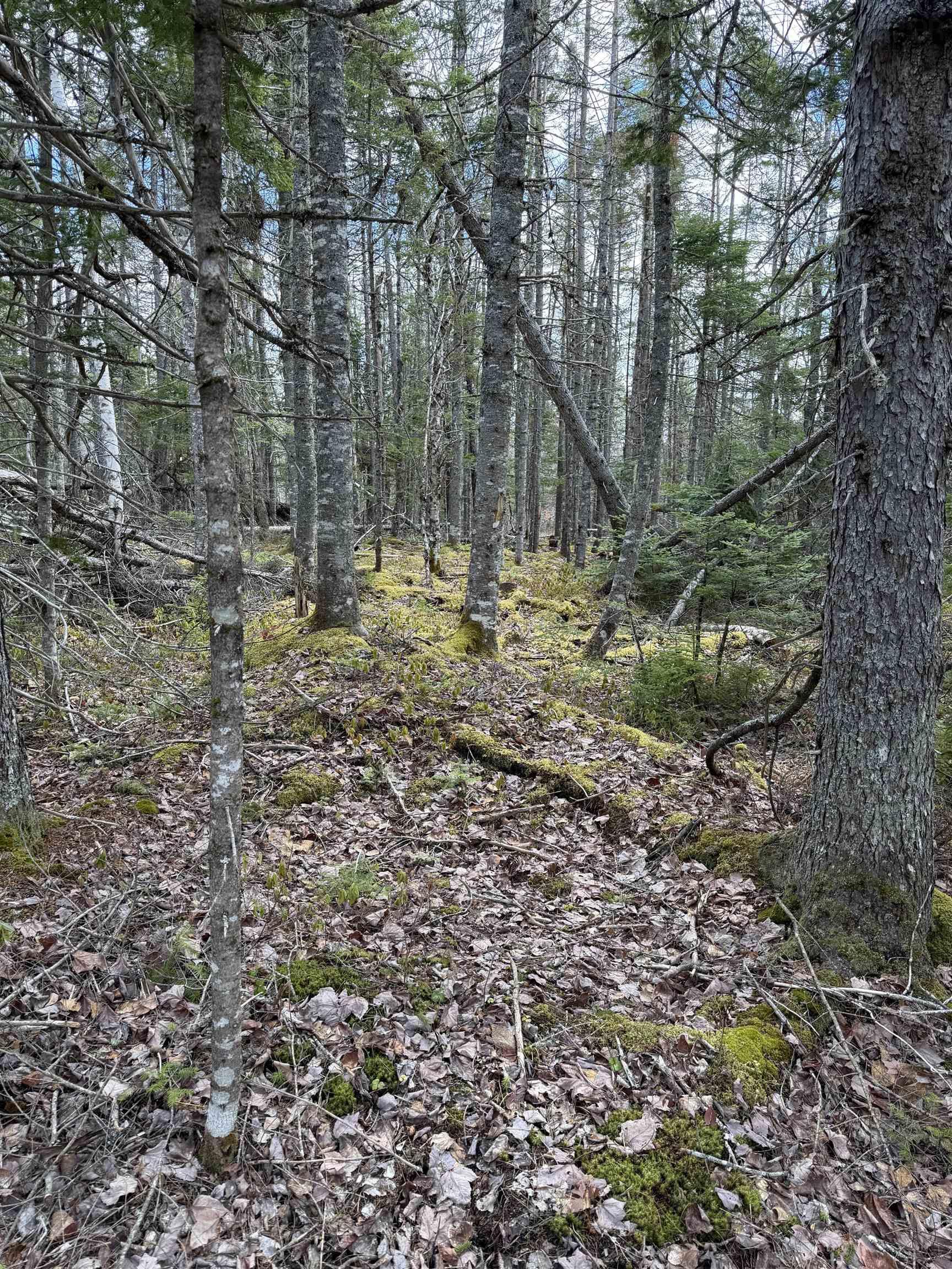 $55,000.00: Lot CL4 Palmer Road, West Wentworth