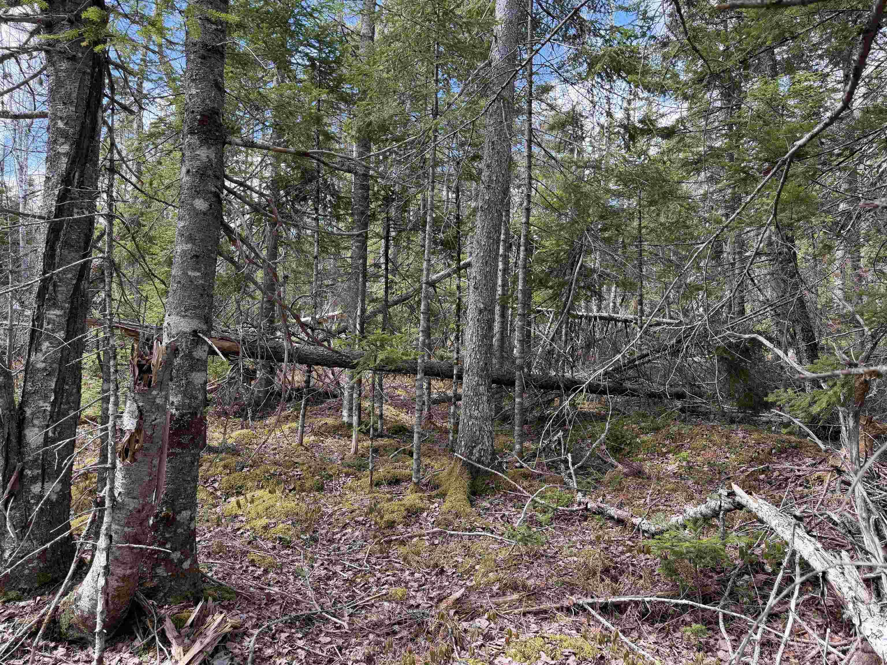 $60,000.00: Lot CL5 Palmer Road, West Wentworth