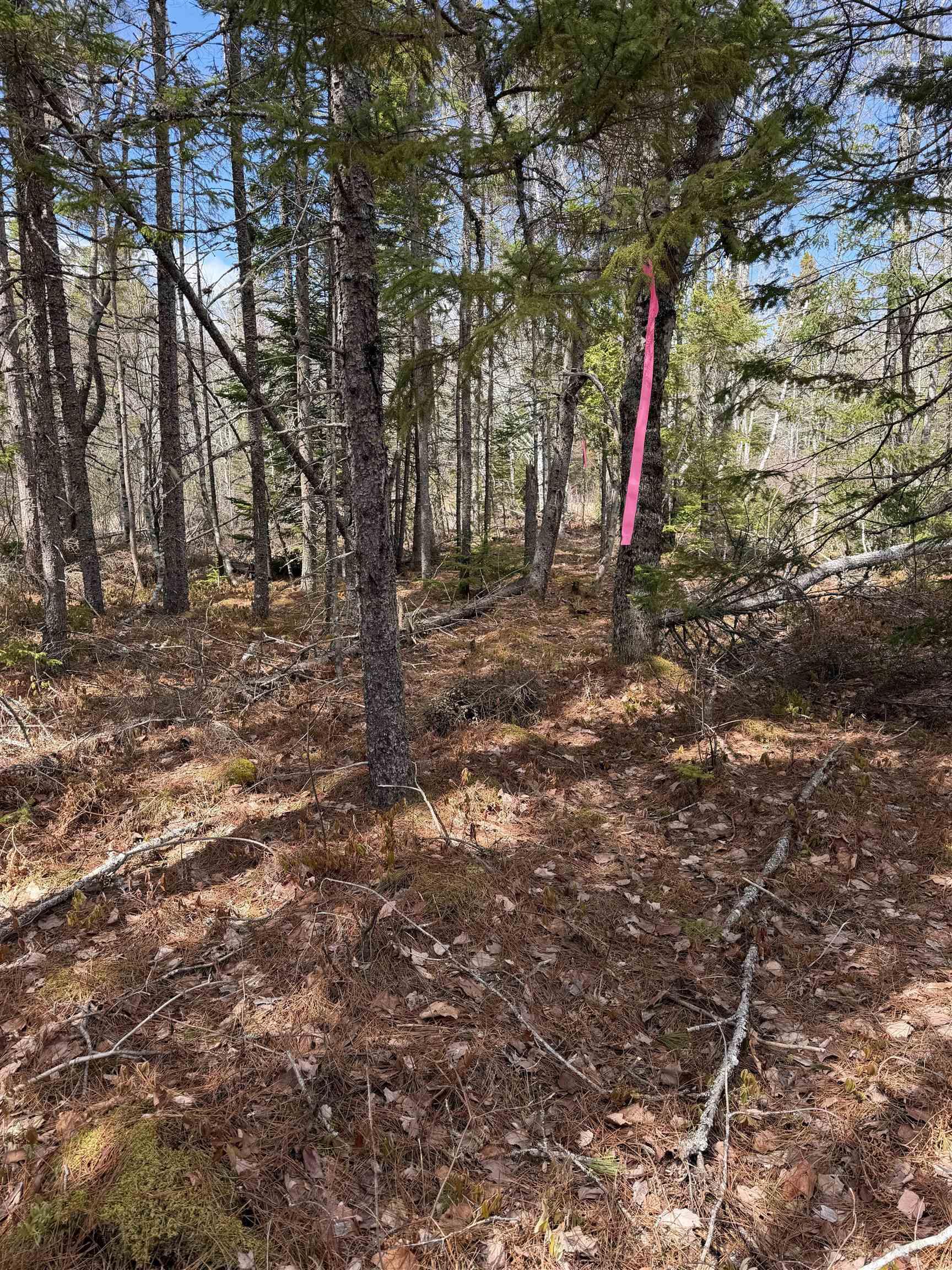$60,000.00: Lot CL5 Palmer Road, West Wentworth