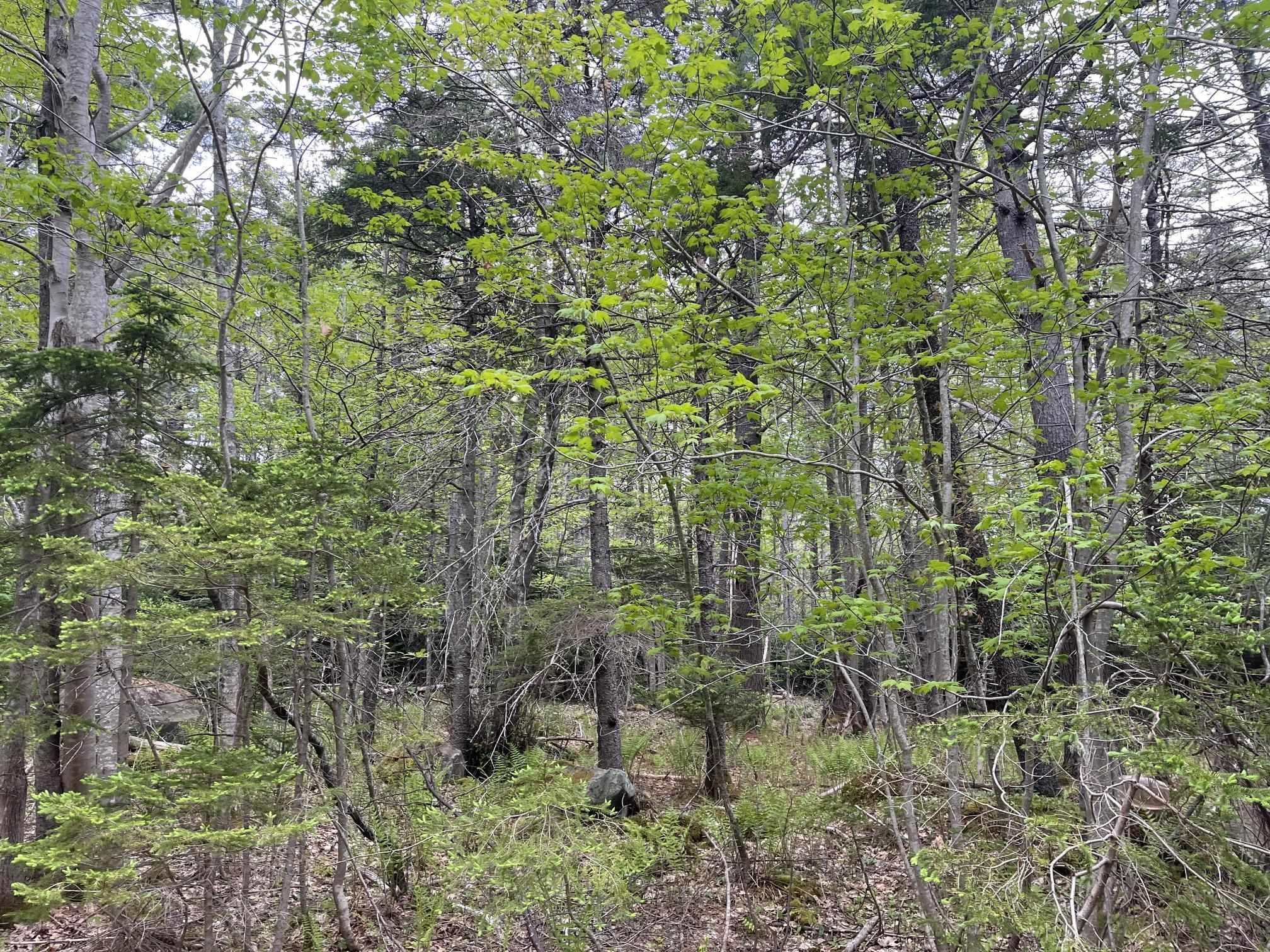 $229,900.00: Land Locust Street, Brooklyn