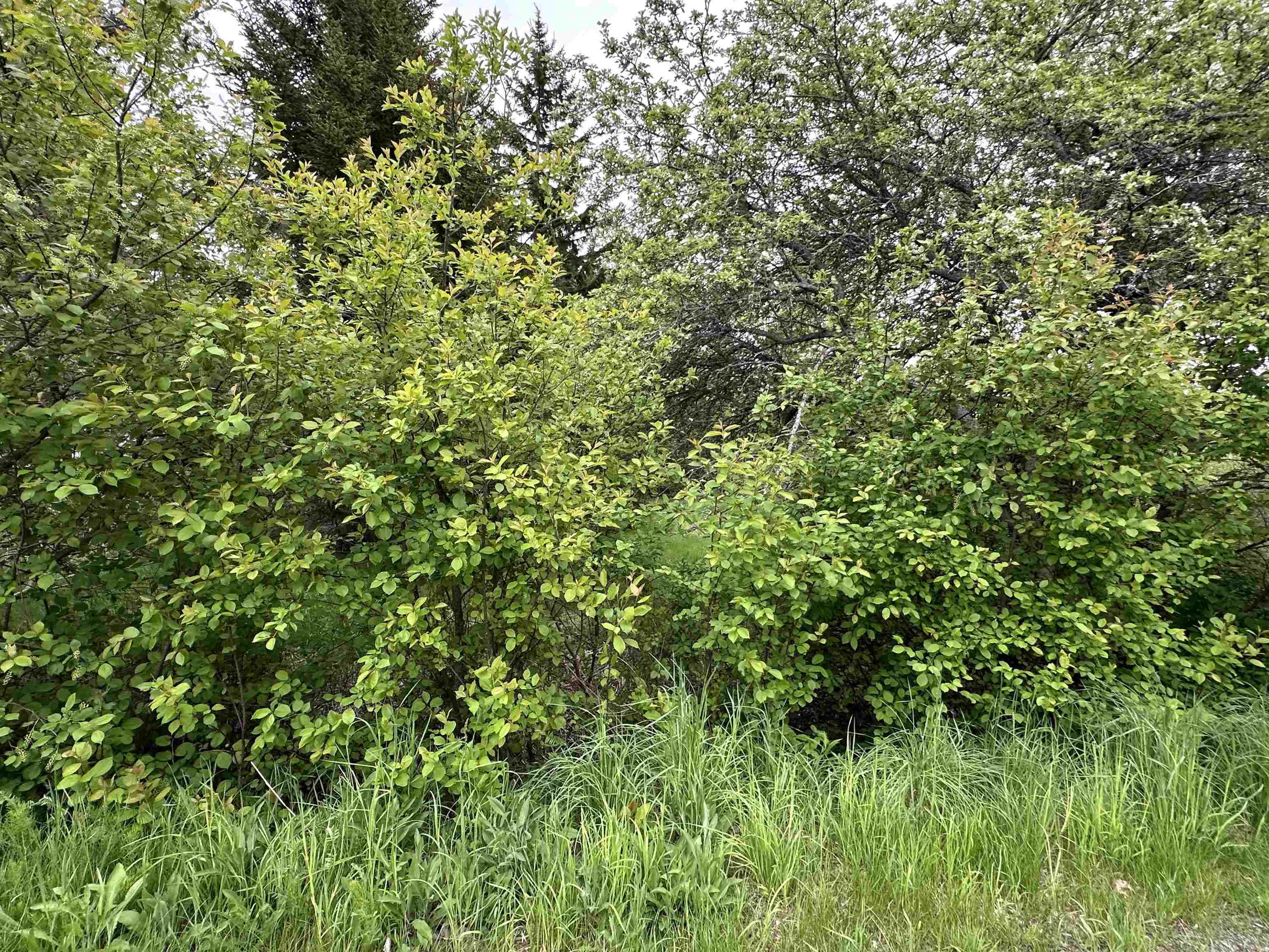 $19,000.00: Lot Old Row Road, Thorburn