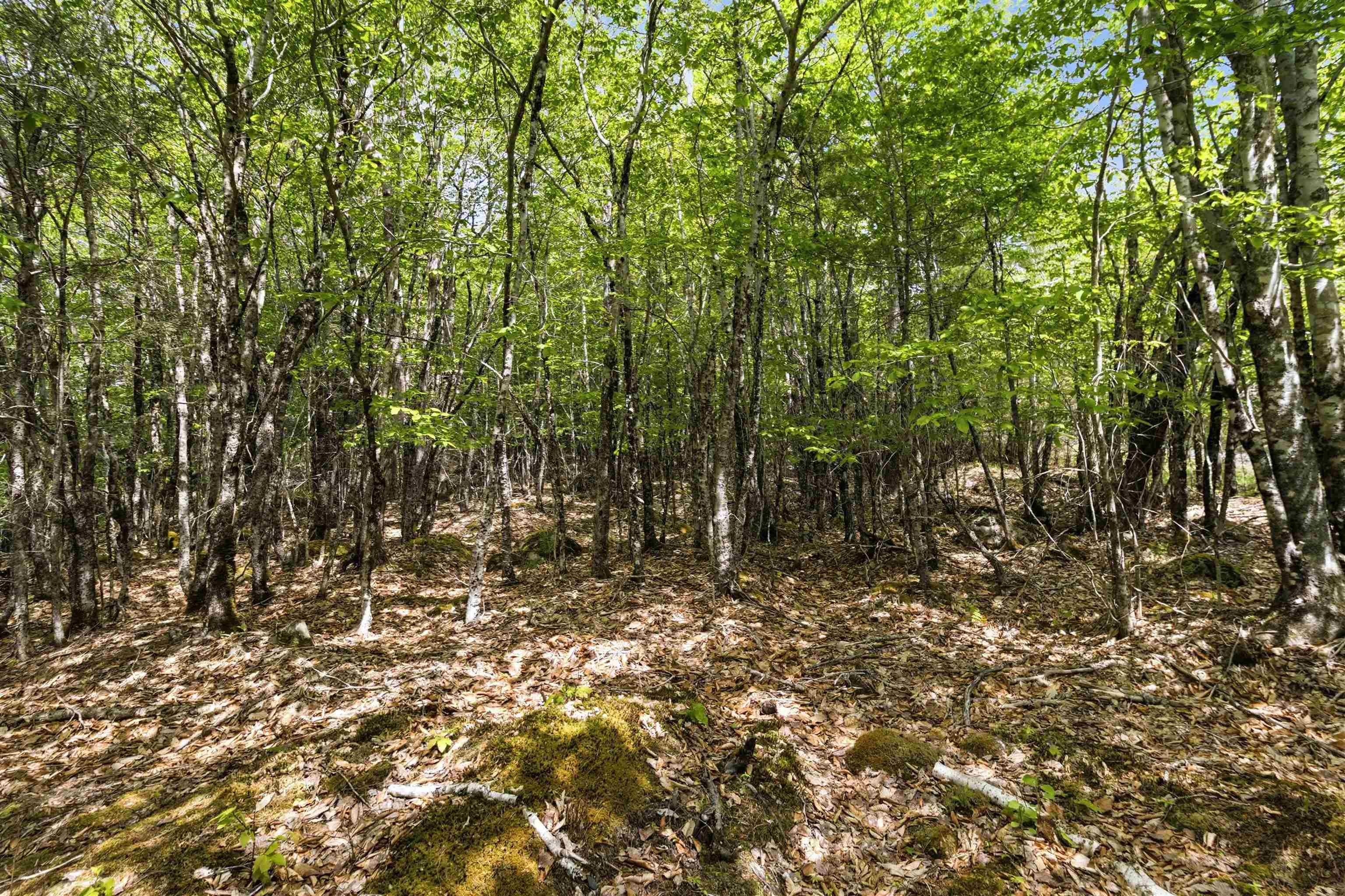 $35,000.00: Lot 30 Maplesue Point Drive, Molega