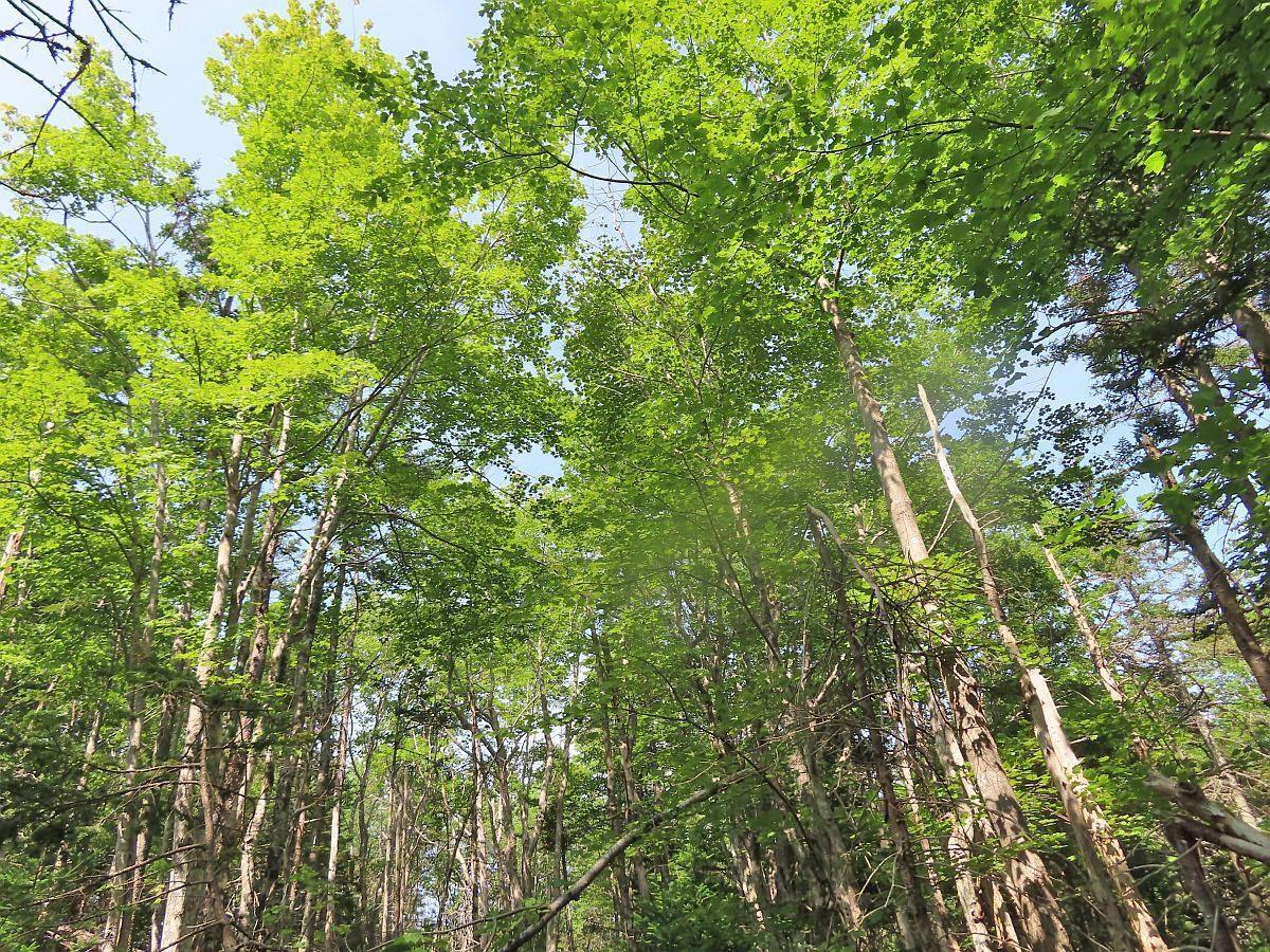 $125,400.00: Lot 14 Perry Lane, Lennox Passage