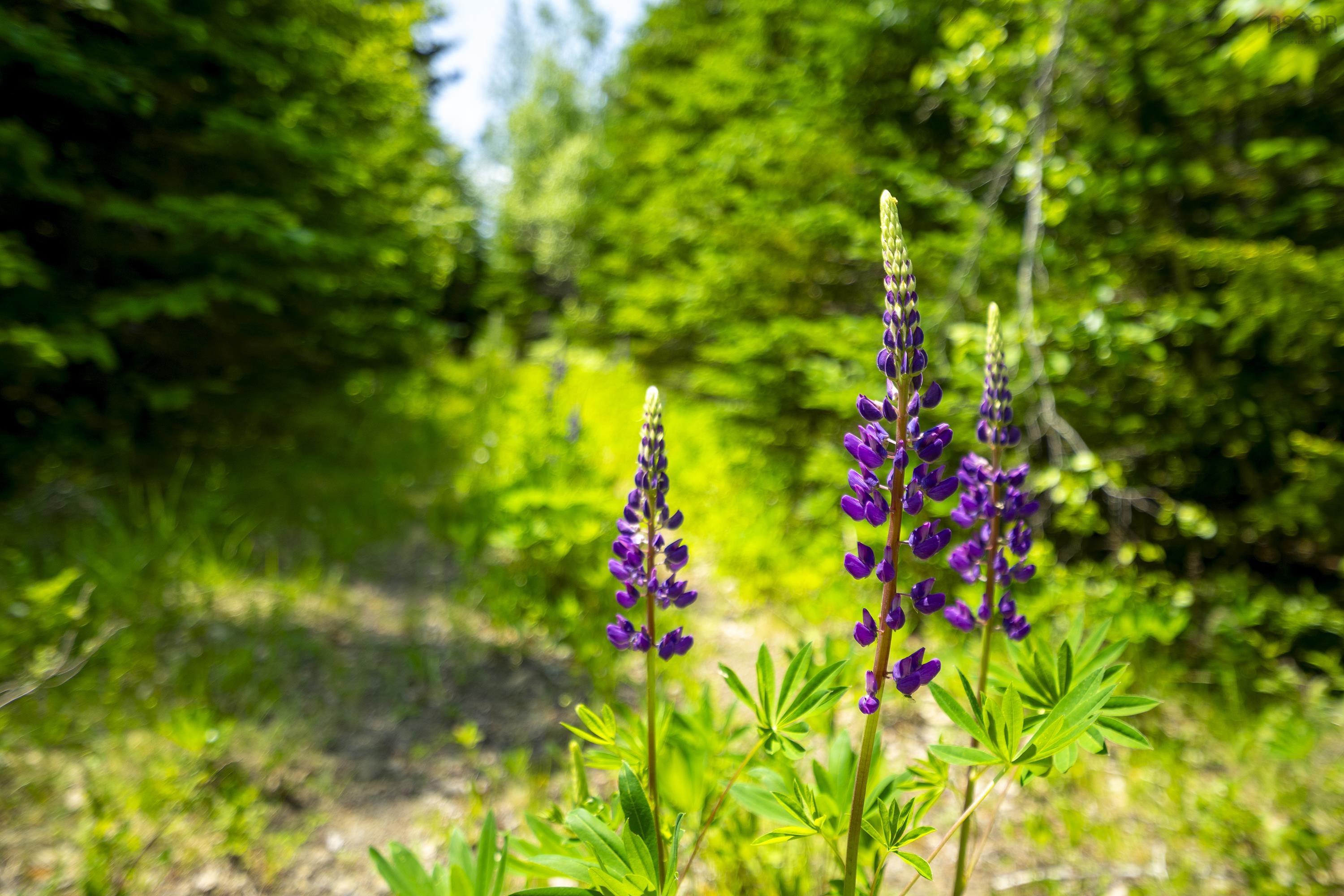 $75,000.00: Lot West Dalhousie Road, Lake La Rose