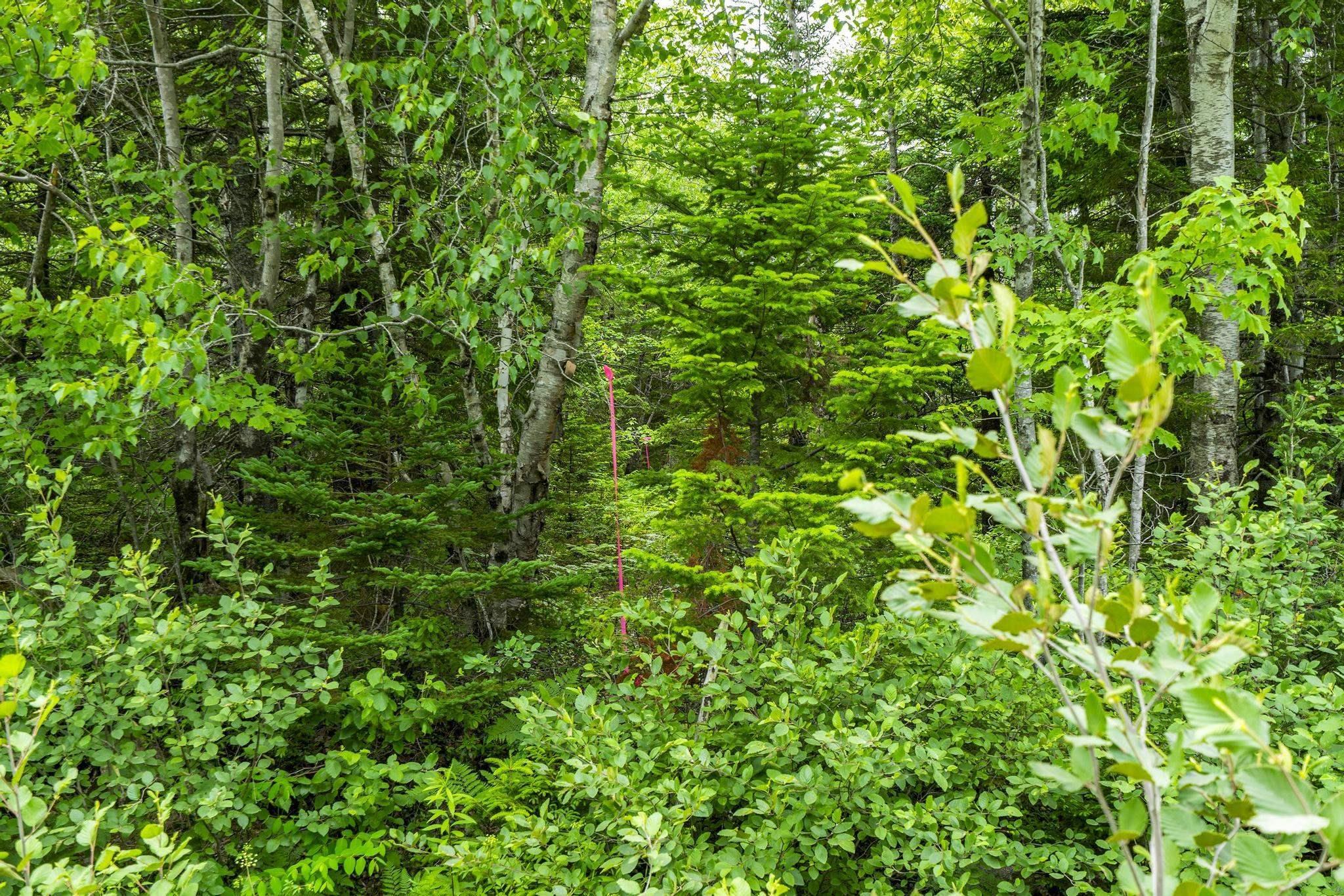 $20,000.00: Lot 6 Old Yarmouth Road, Weymouth Falls
