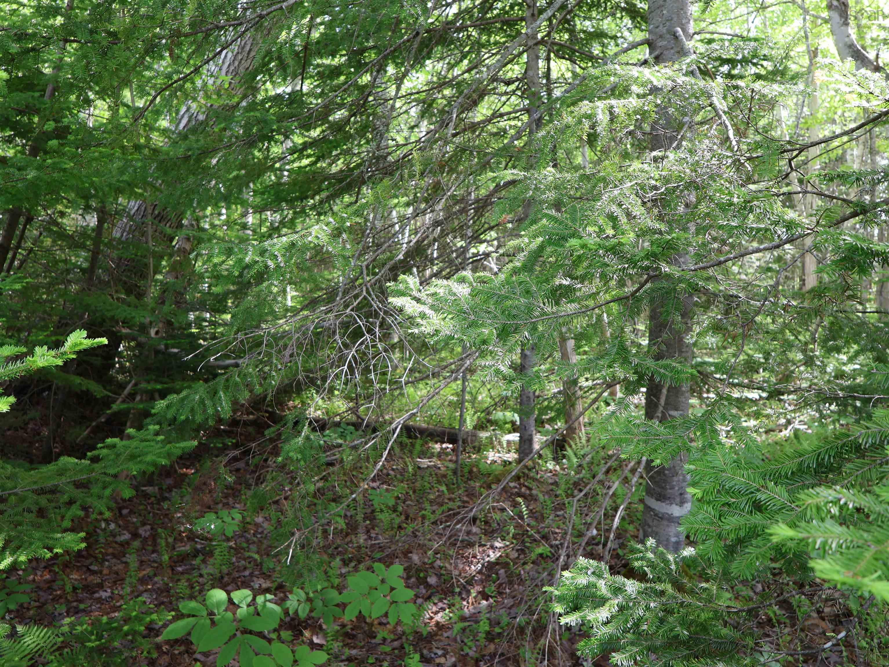 $75,000.00: Lot 2, 3, 6 Leitches Creek Rd, Leitches Creek