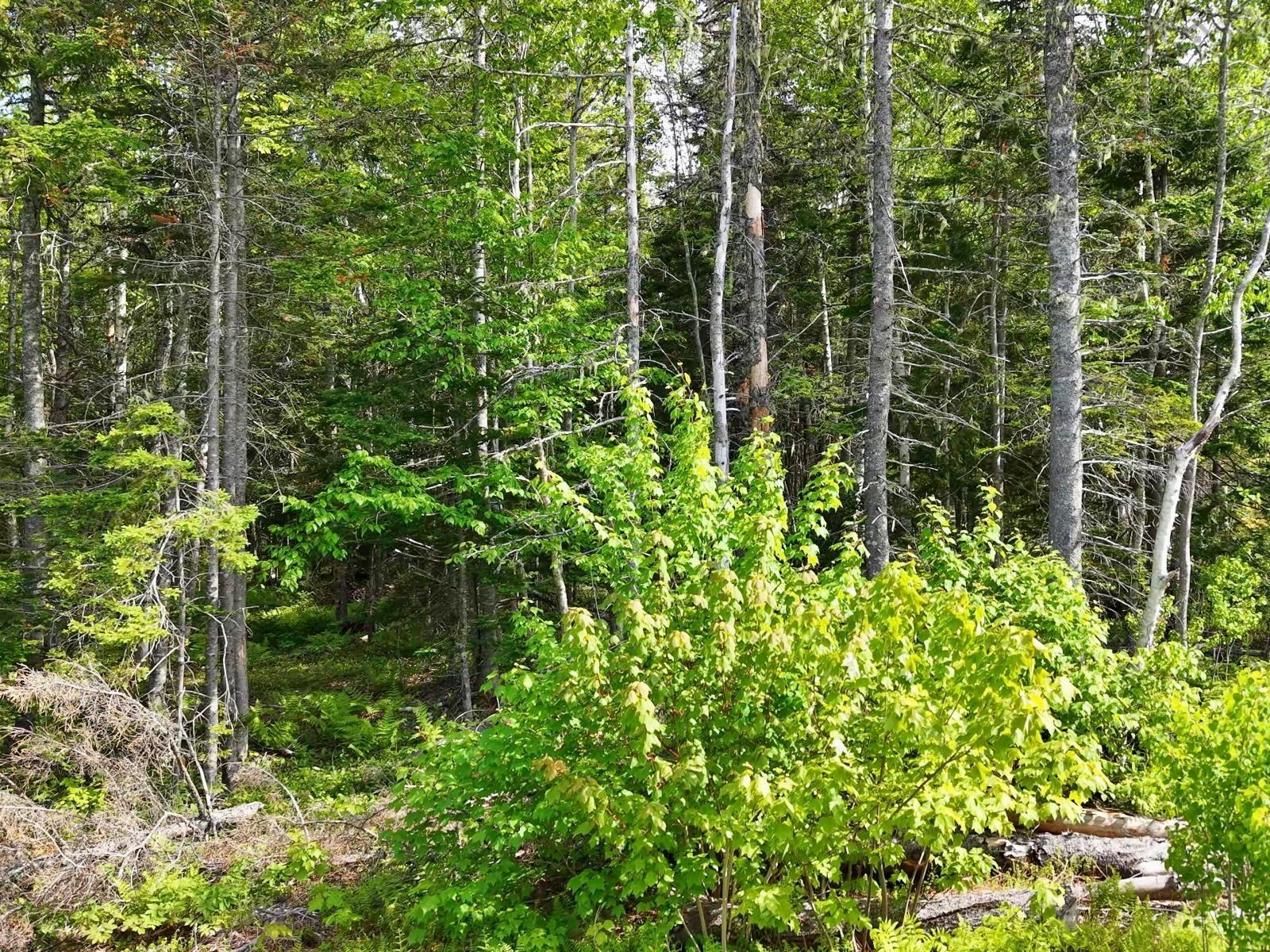 $75,000.00: Lot 2, 3, 6 Leitches Creek Rd, Leitches Creek