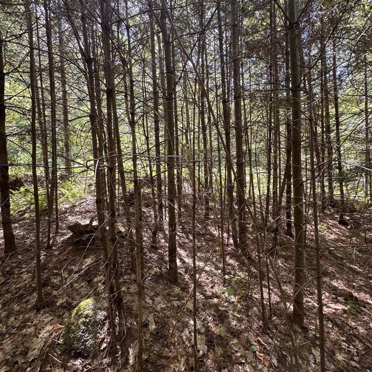 $75,000.00: Lot 7 Rhodenizer Lake Road, Dayspring