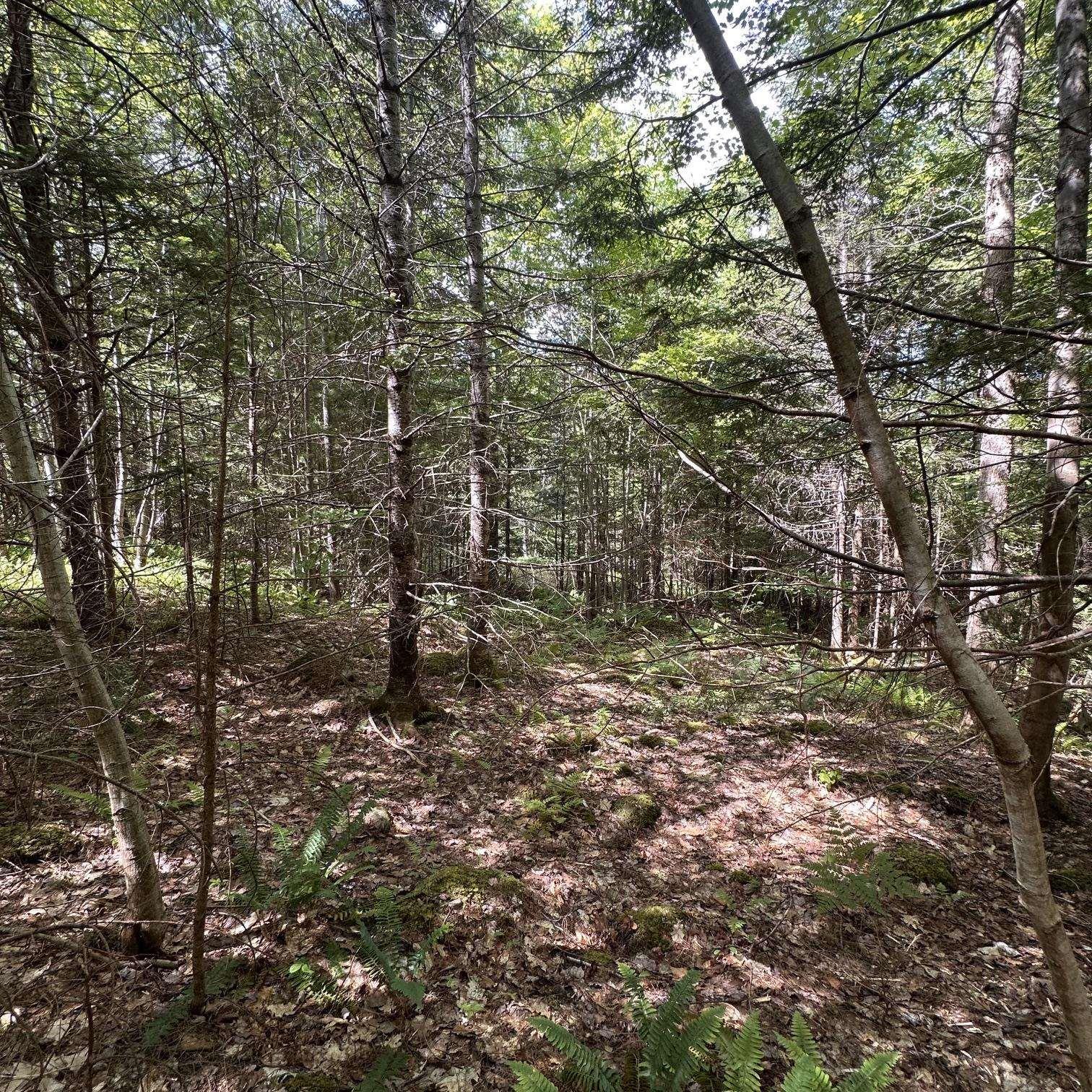 $75,000.00: Lot 7 Rhodenizer Lake Road, Dayspring