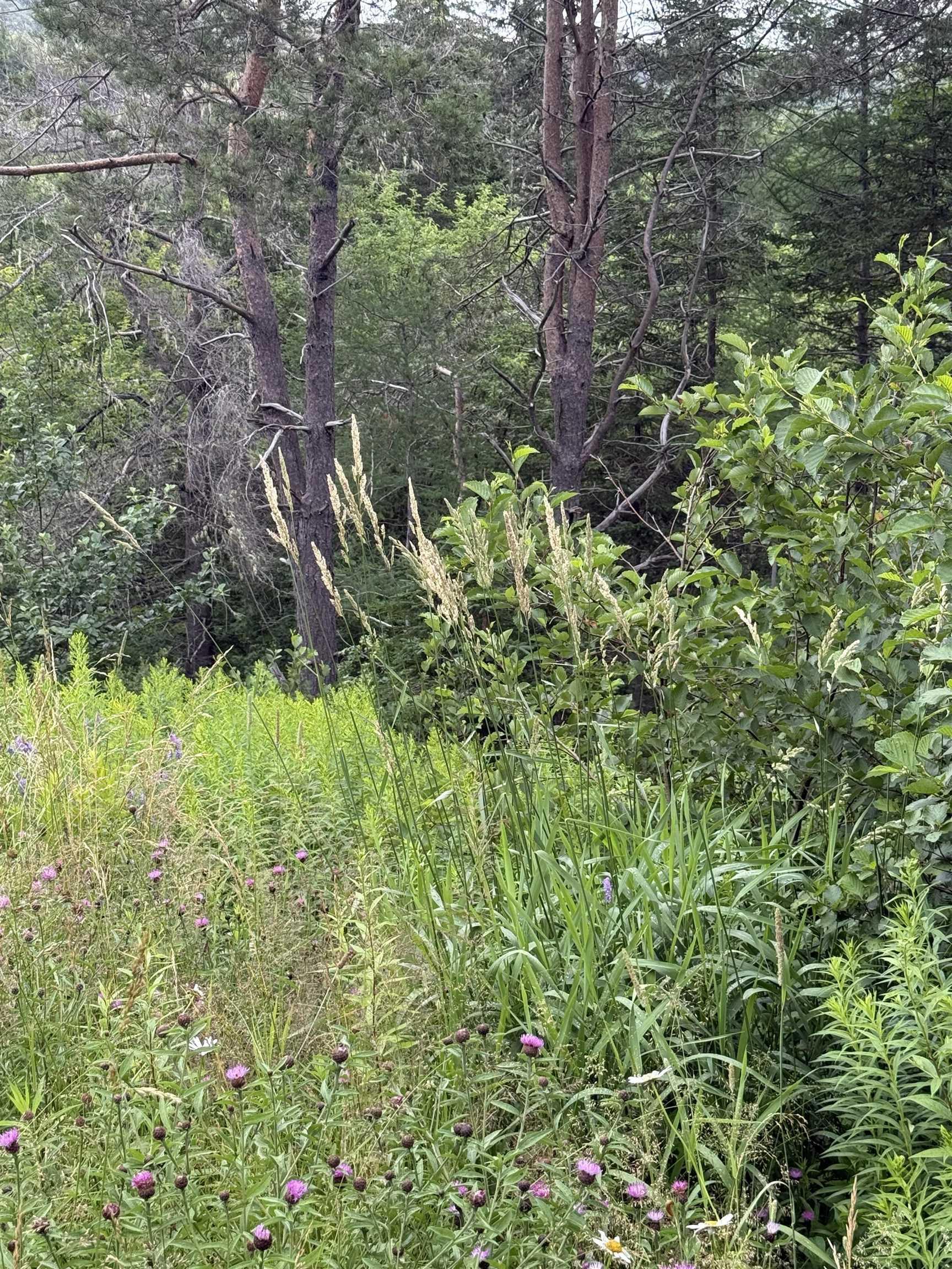$25,000.00: Lot 1 & 2 Whycocomagh Port Hood Rd. Soapstone Mine, Soapstone Mine