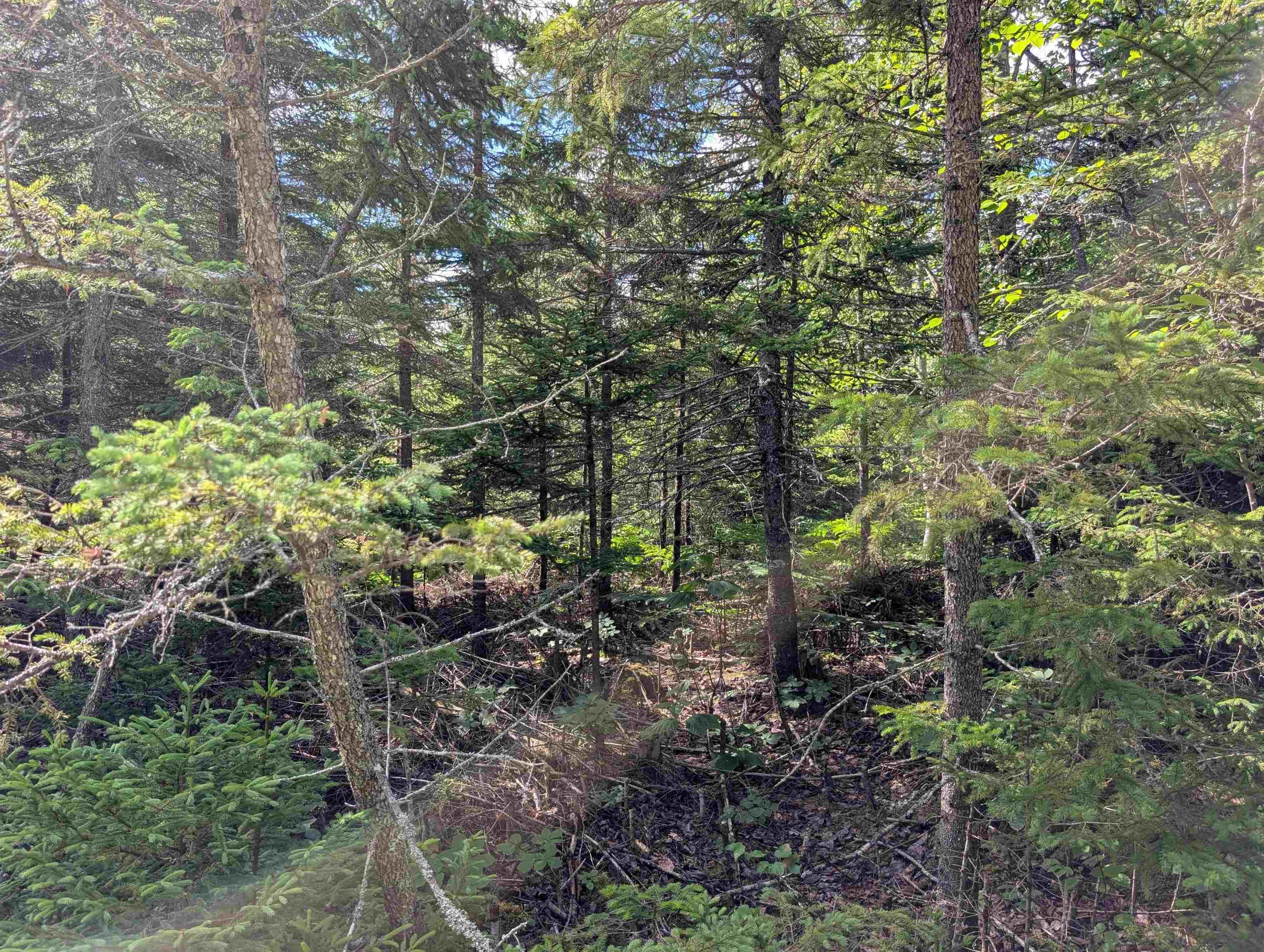 $200,000.00: 80 Acres Dalrymple Rd Road, Maple Grove