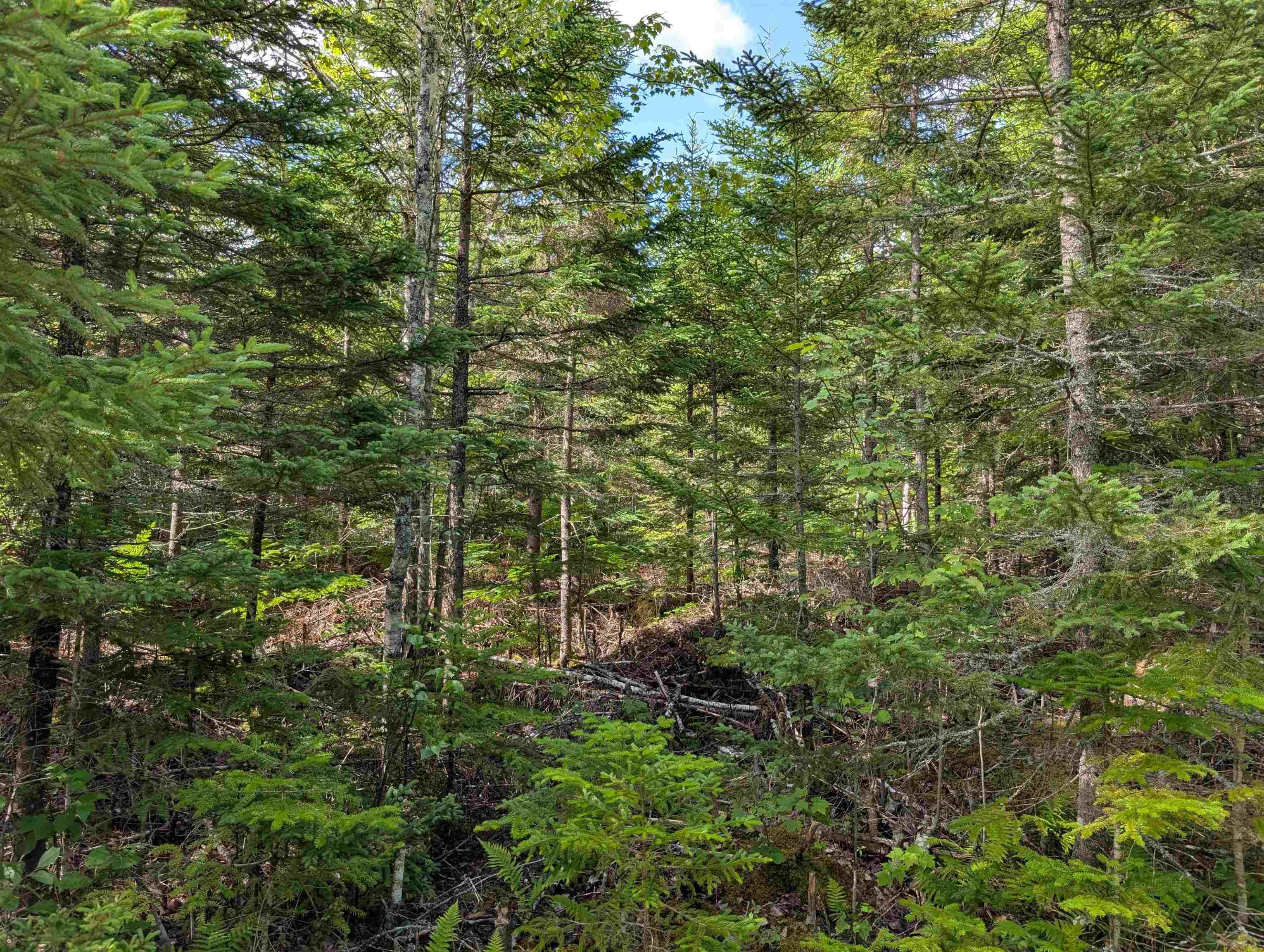 $200,000.00: 80 Acres Dalrymple Rd Road, Maple Grove