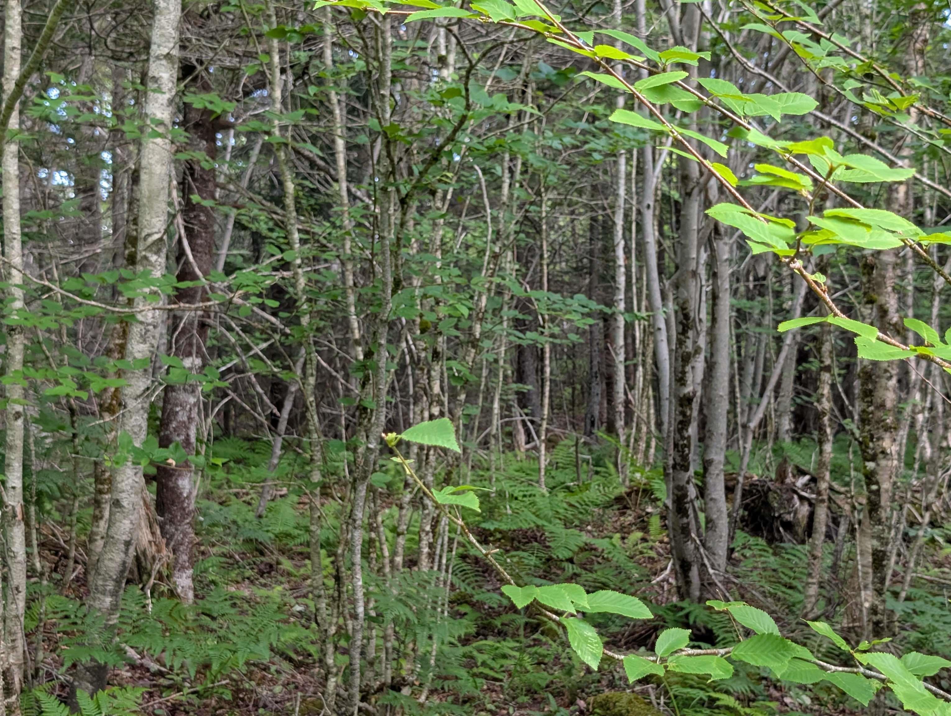 $200,000.00: 80 Acres Dalrymple Rd Road, Maple Grove