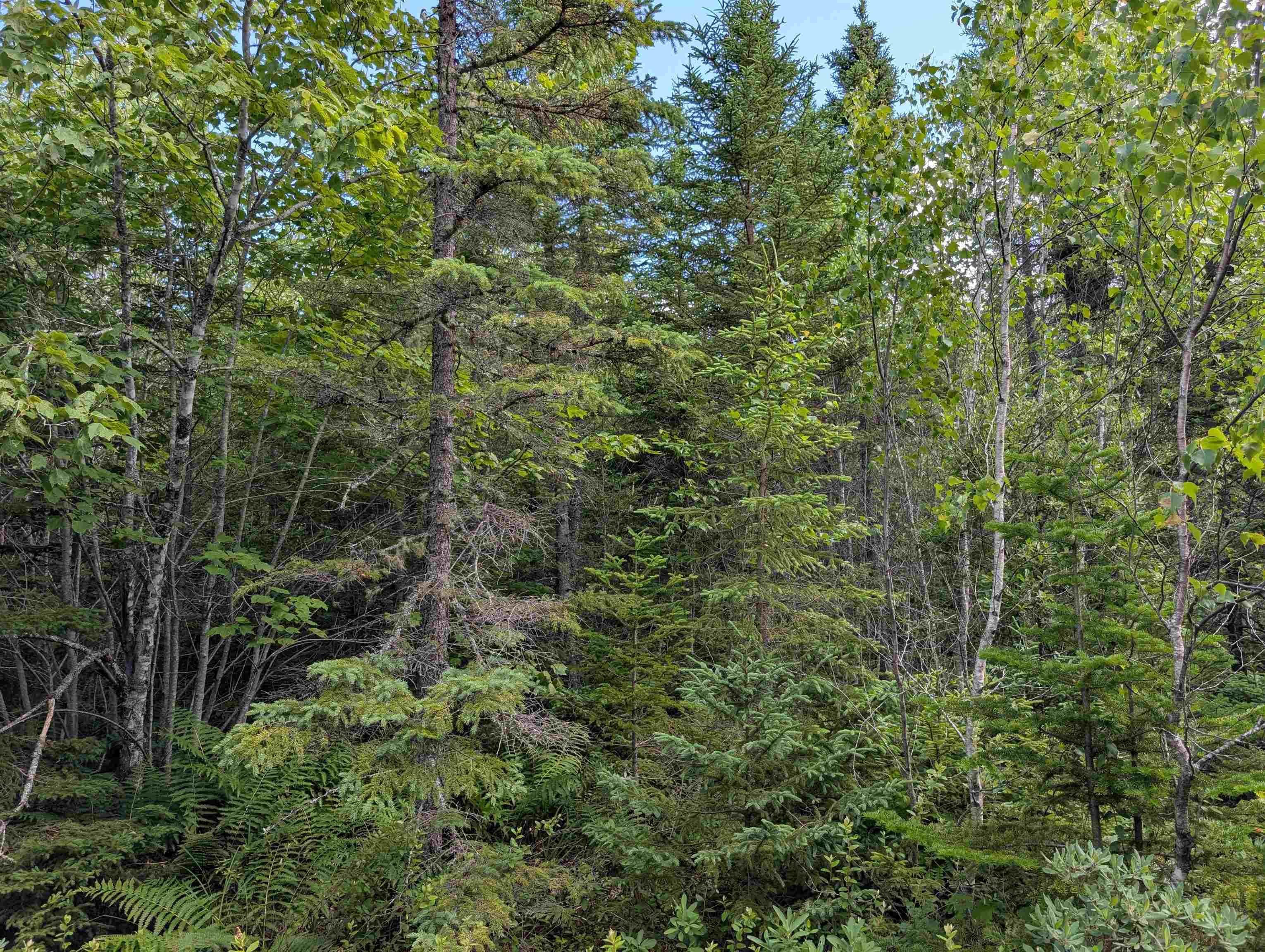 $200,000.00: 80 Acres Dalrymple Rd Road, Maple Grove