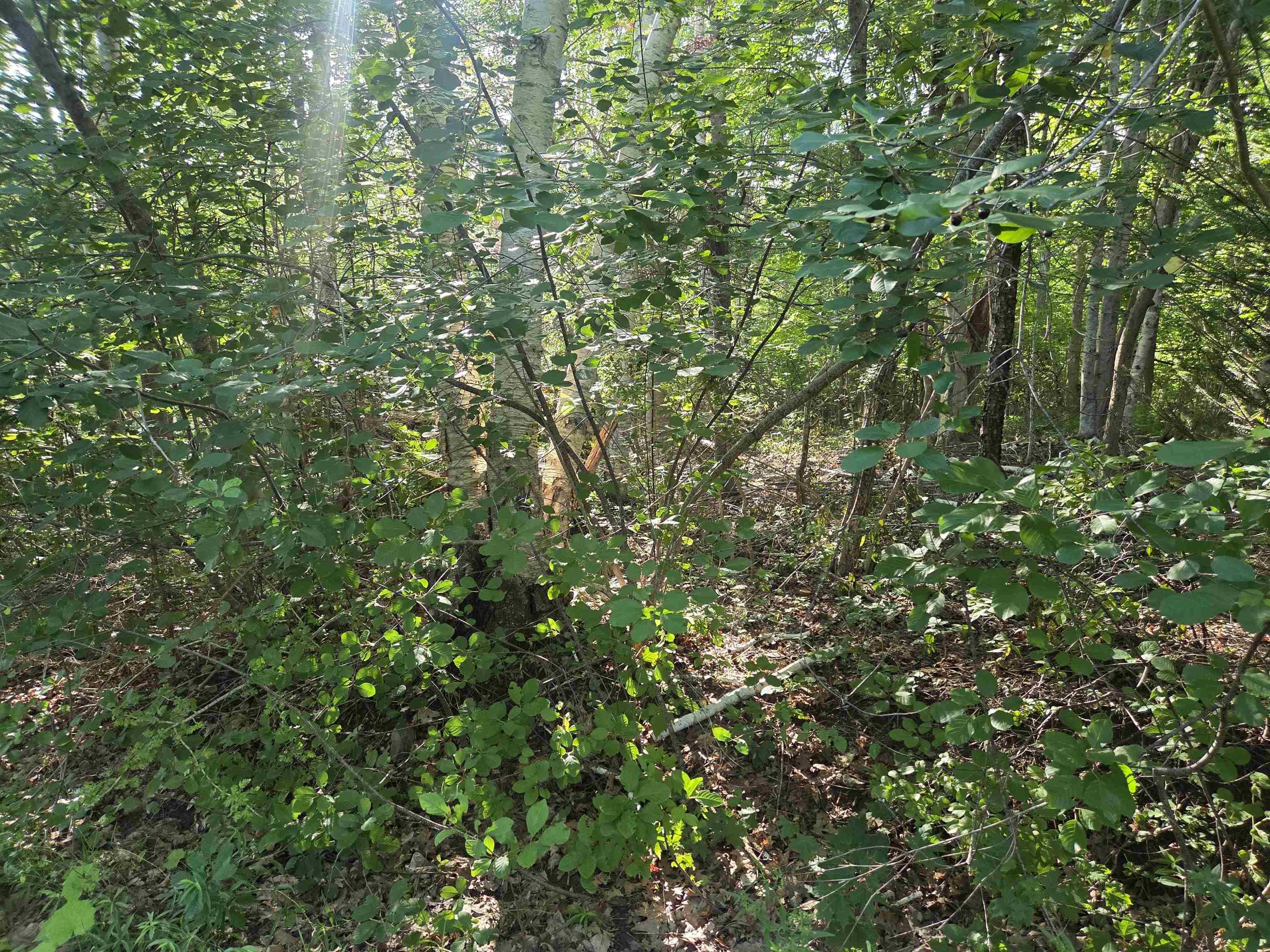 $35,000.00: Lot 7 Benson Avenue, Bear River