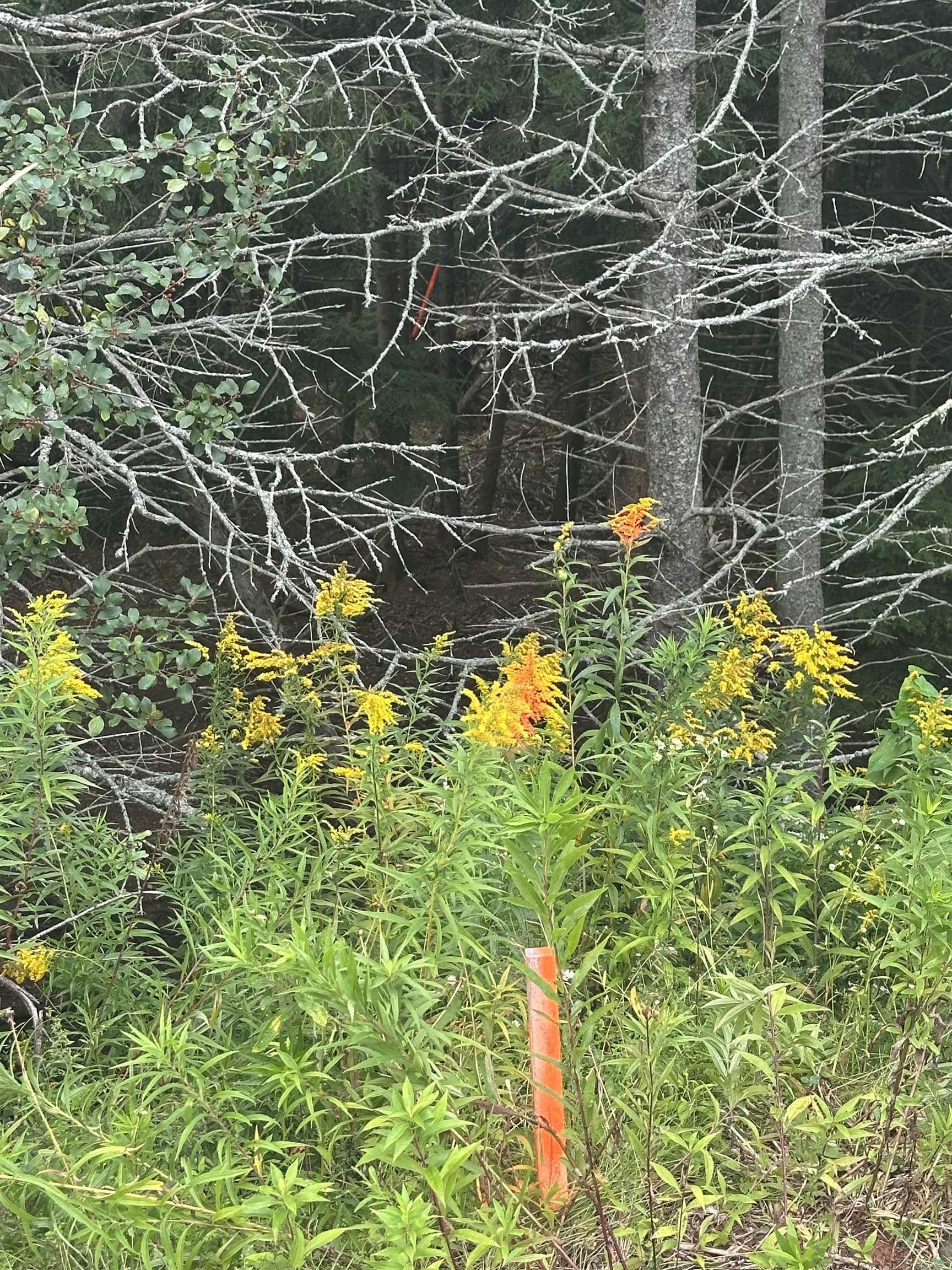 $84,500.00: Lot Scenic Drive, Bible Hill