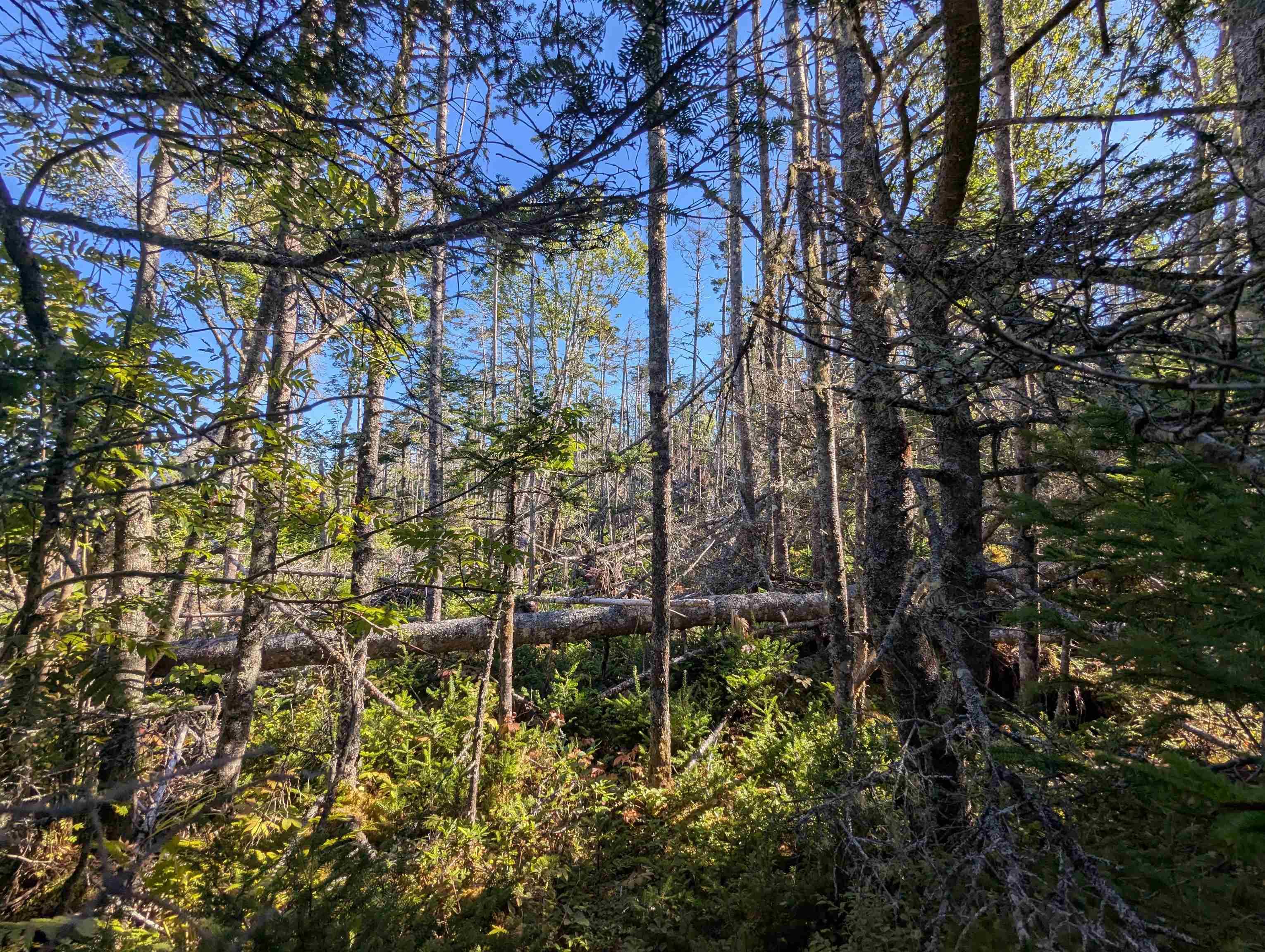 $179,000.00: Lot B Sober Island Road, Sober Island