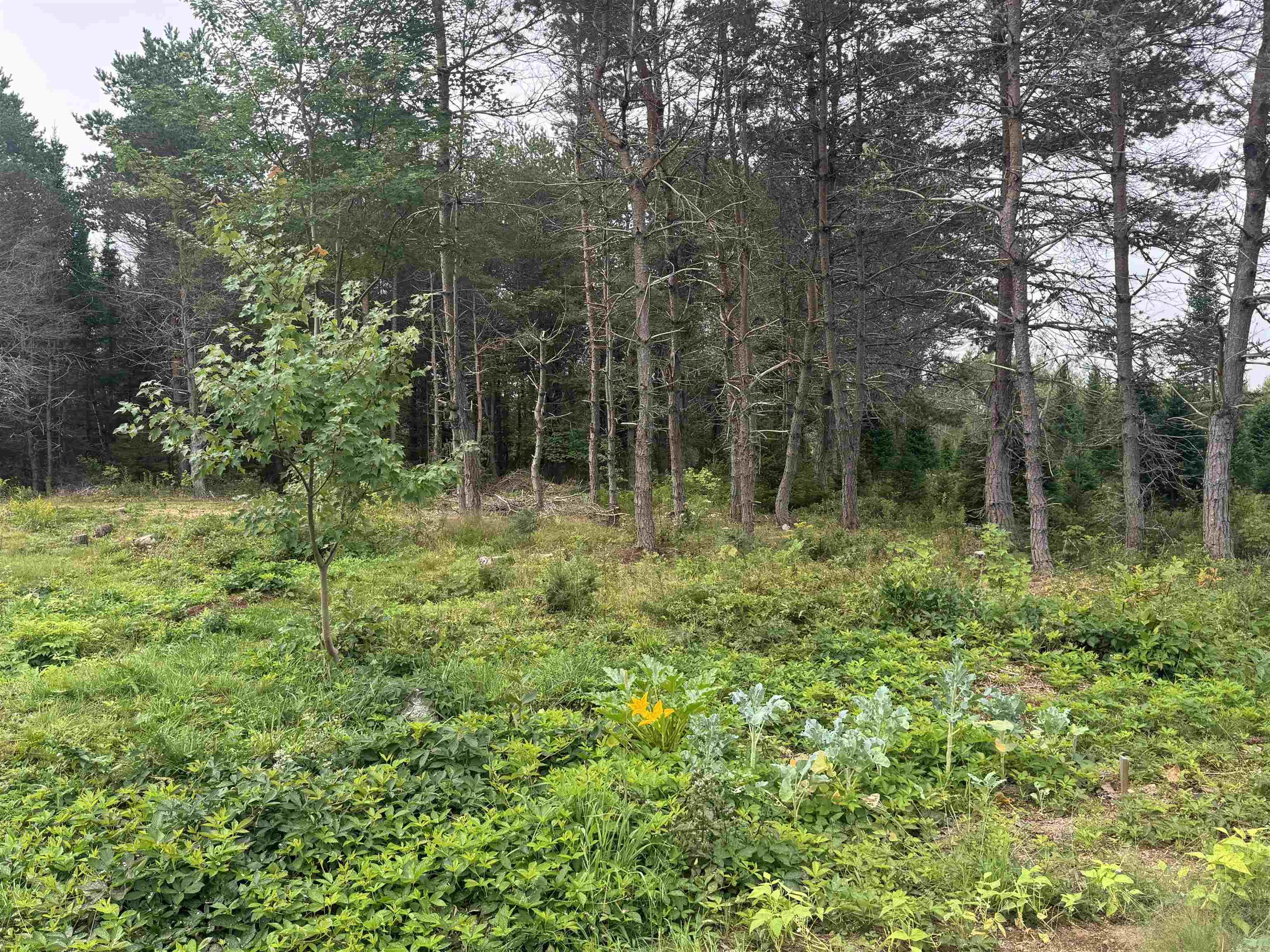 $150,000.00: Lot A Hardwood Lake Road, Lake Paul