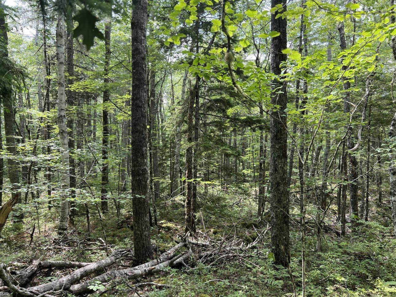 $25,000.00: Lot 17 Pine Island Drive, Labelle