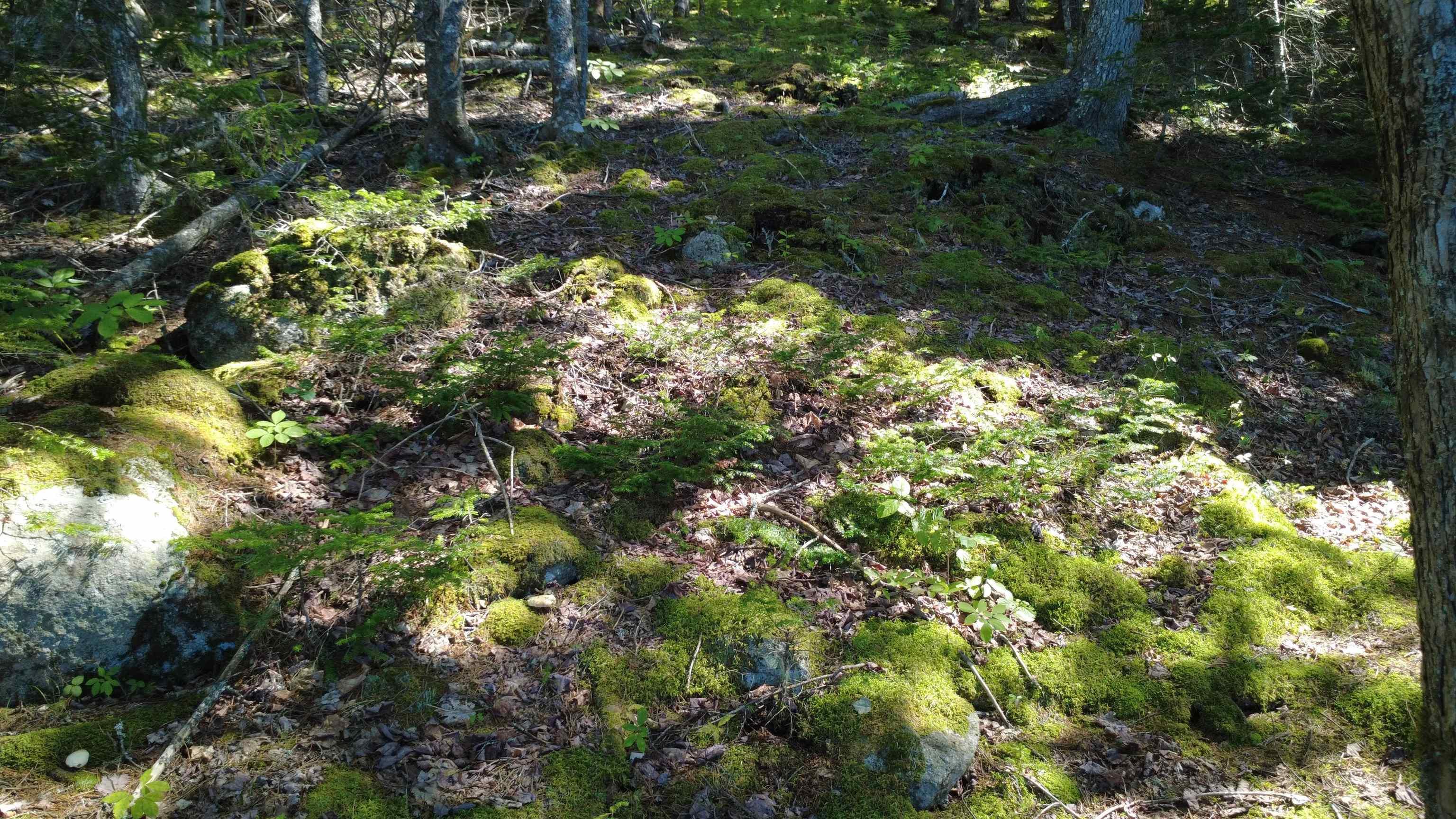 $99,900.00: Lot Vinegar Lake, Hubbards