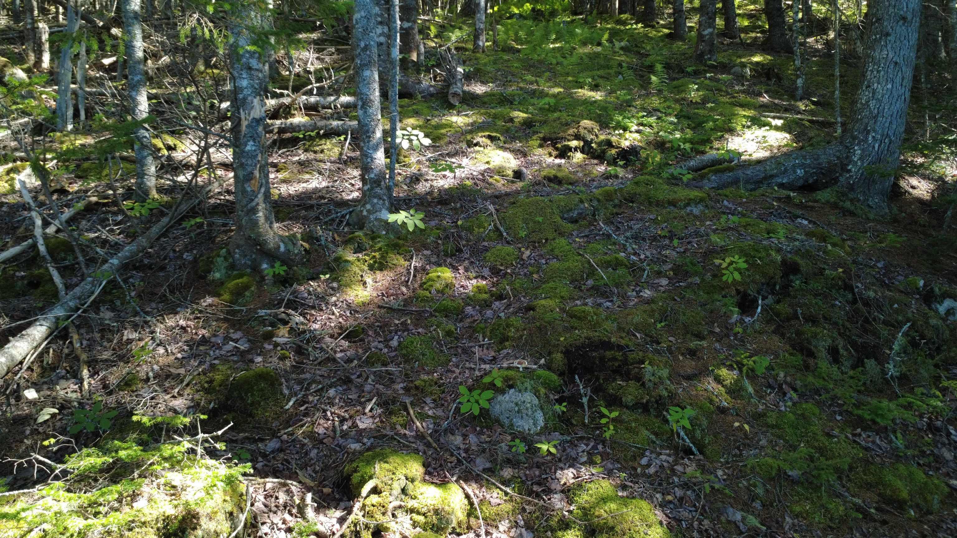 $99,900.00: Lot Vinegar Lake, Hubbards