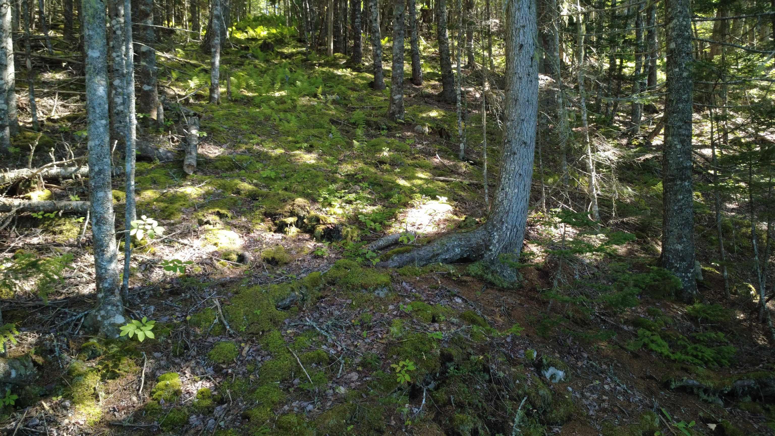 $99,900.00: Lot Vinegar Lake, Hubbards