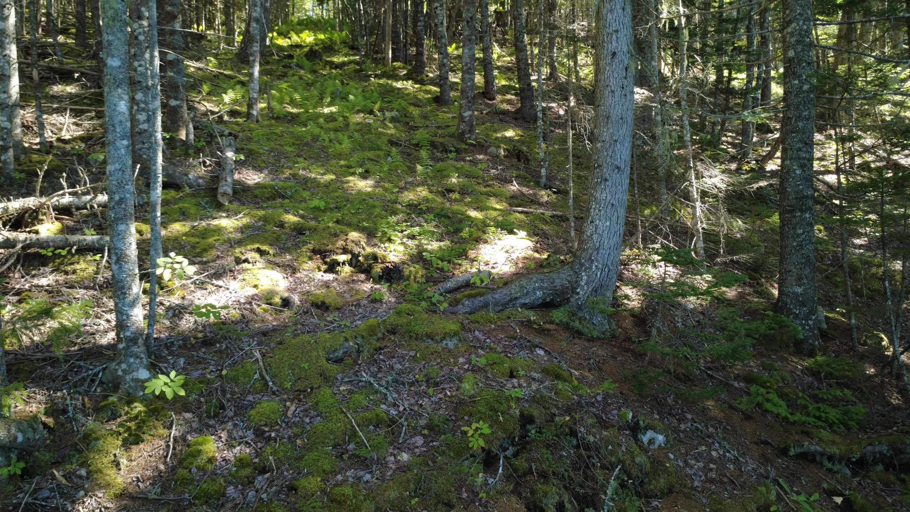 $99,900.00: Lot Vinegar Lake, Hubbards