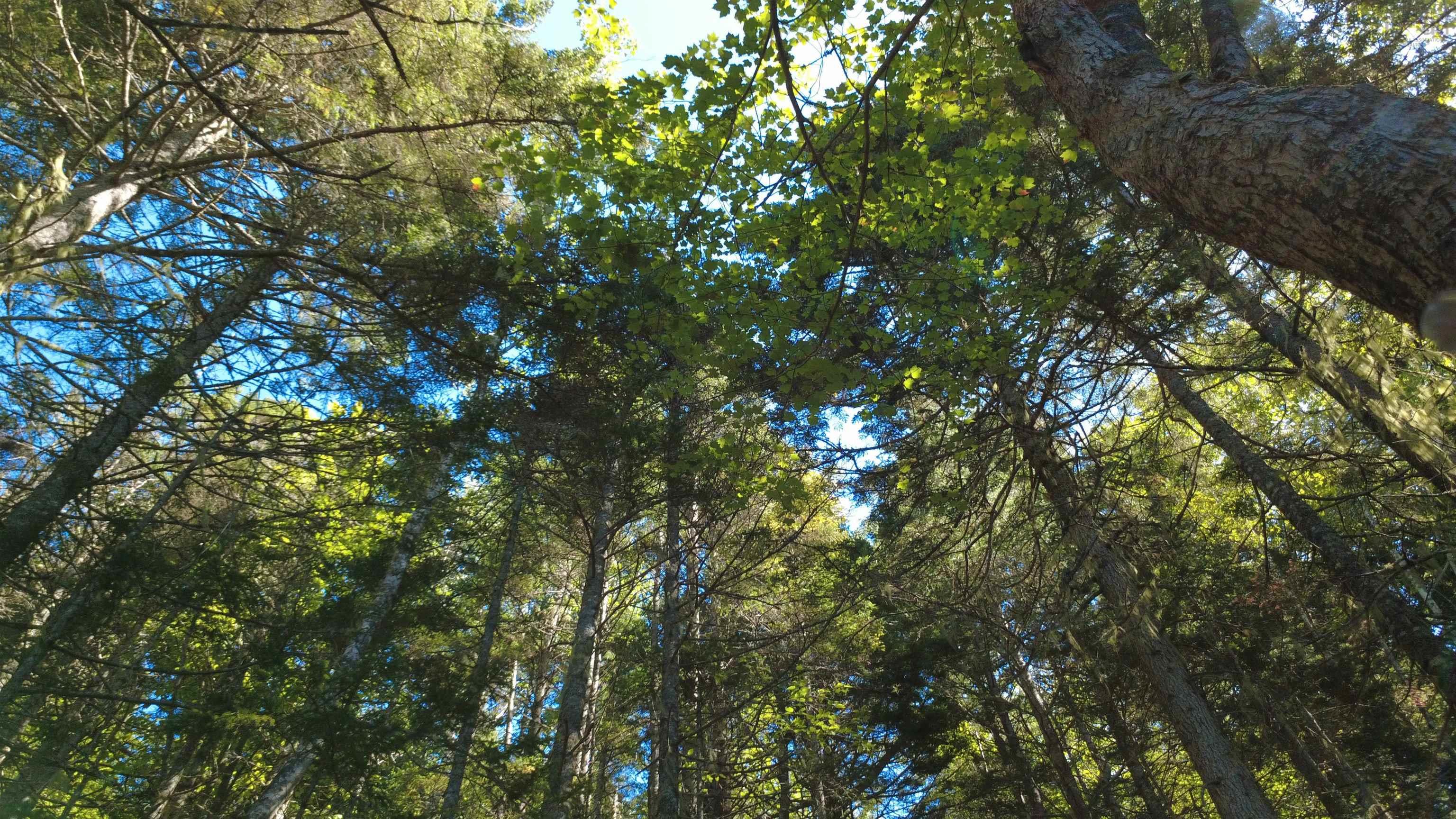 $99,900.00: Lot Vinegar Lake, Hubbards