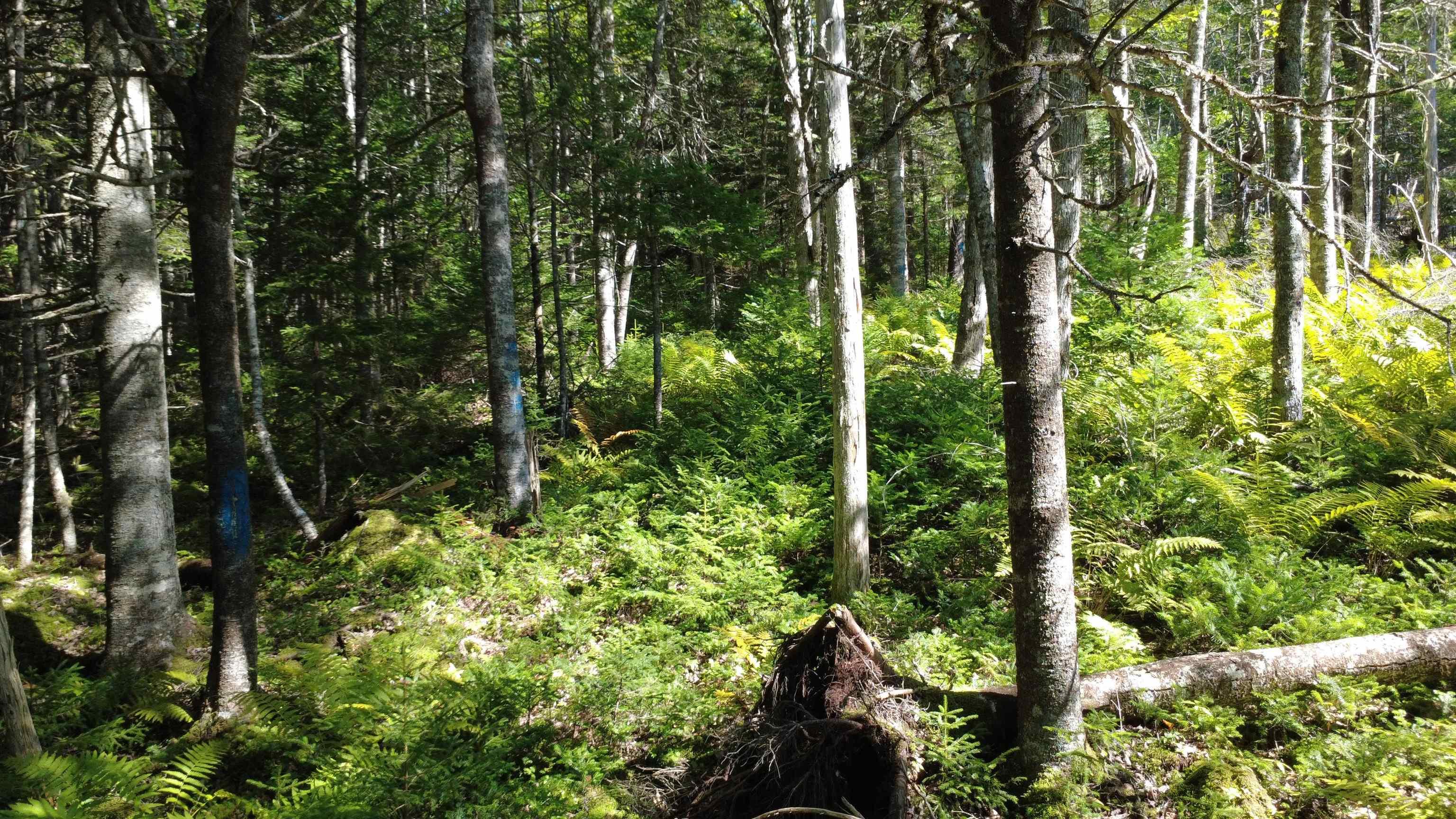 $99,900.00: Lot Vinegar Lake, Hubbards