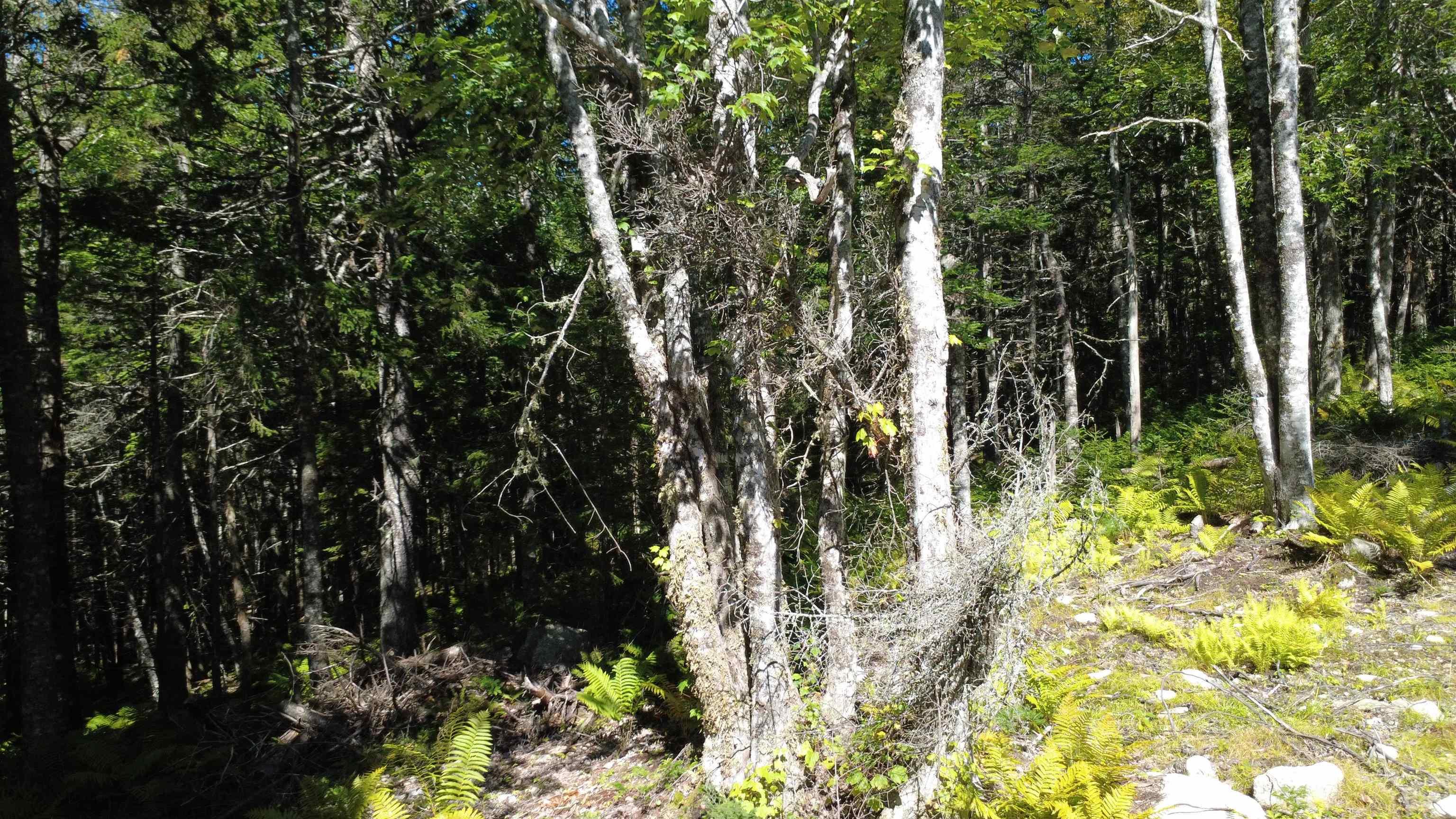 $99,900.00: Lot Vinegar Lake, Hubbards