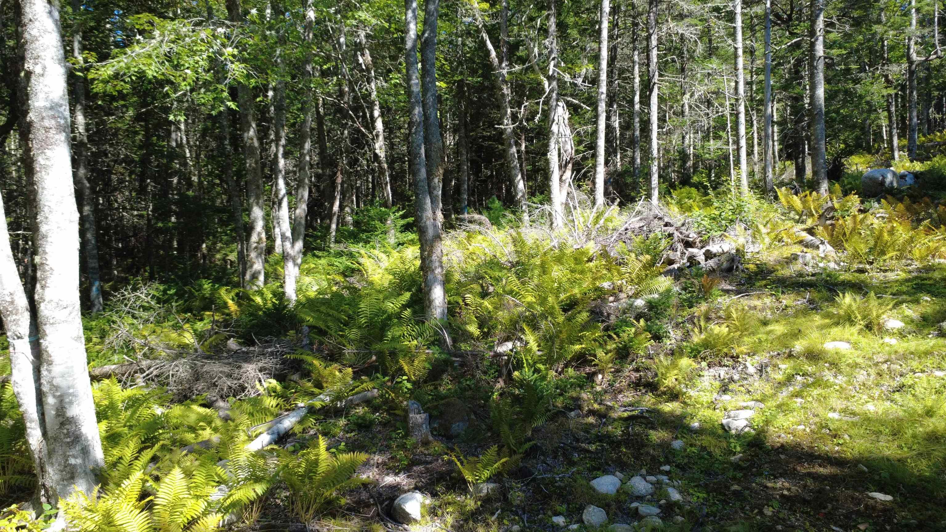 $99,900.00: Lot Vinegar Lake, Hubbards