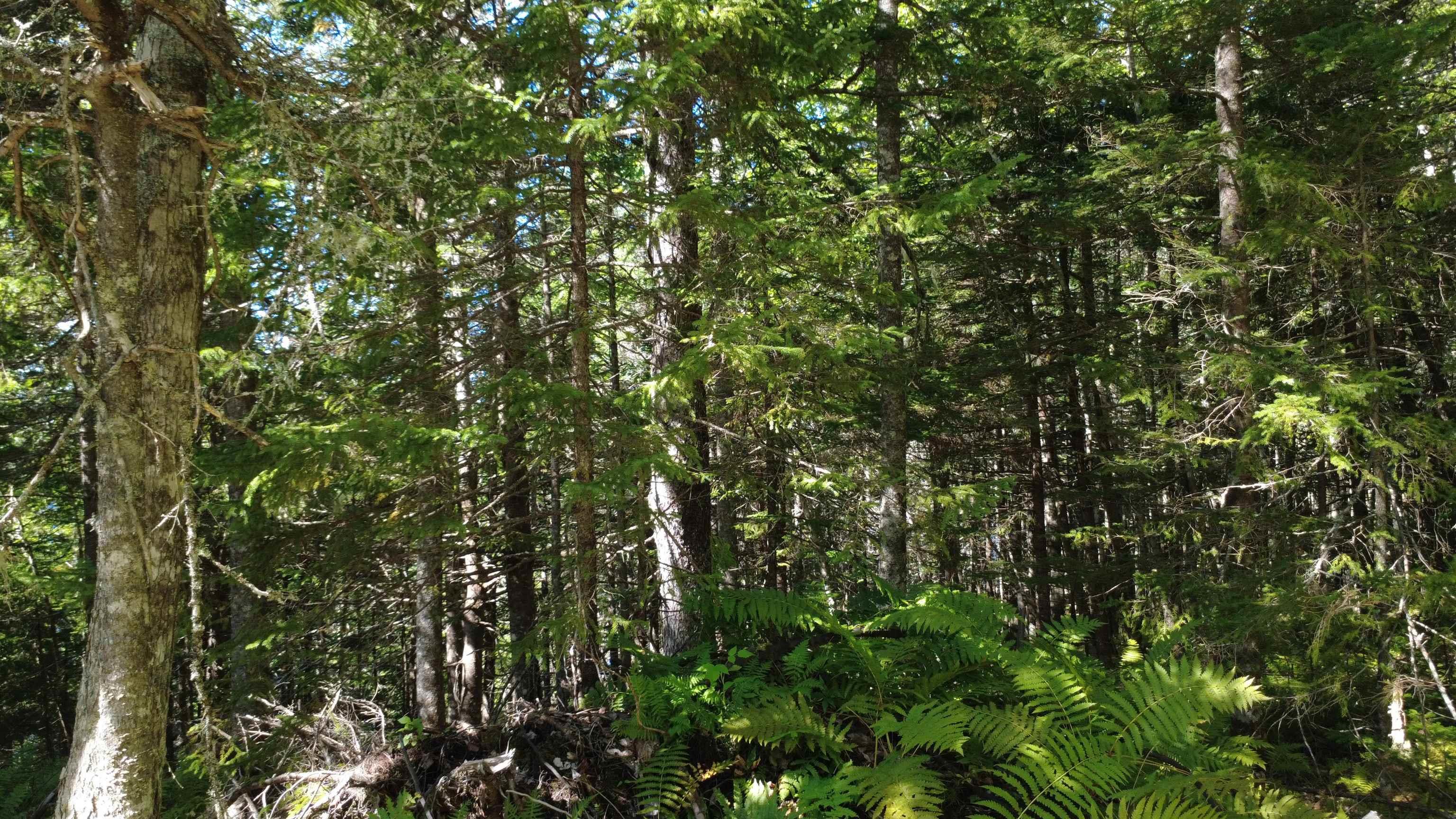 $99,900.00: Lot Vinegar Lake, Hubbards