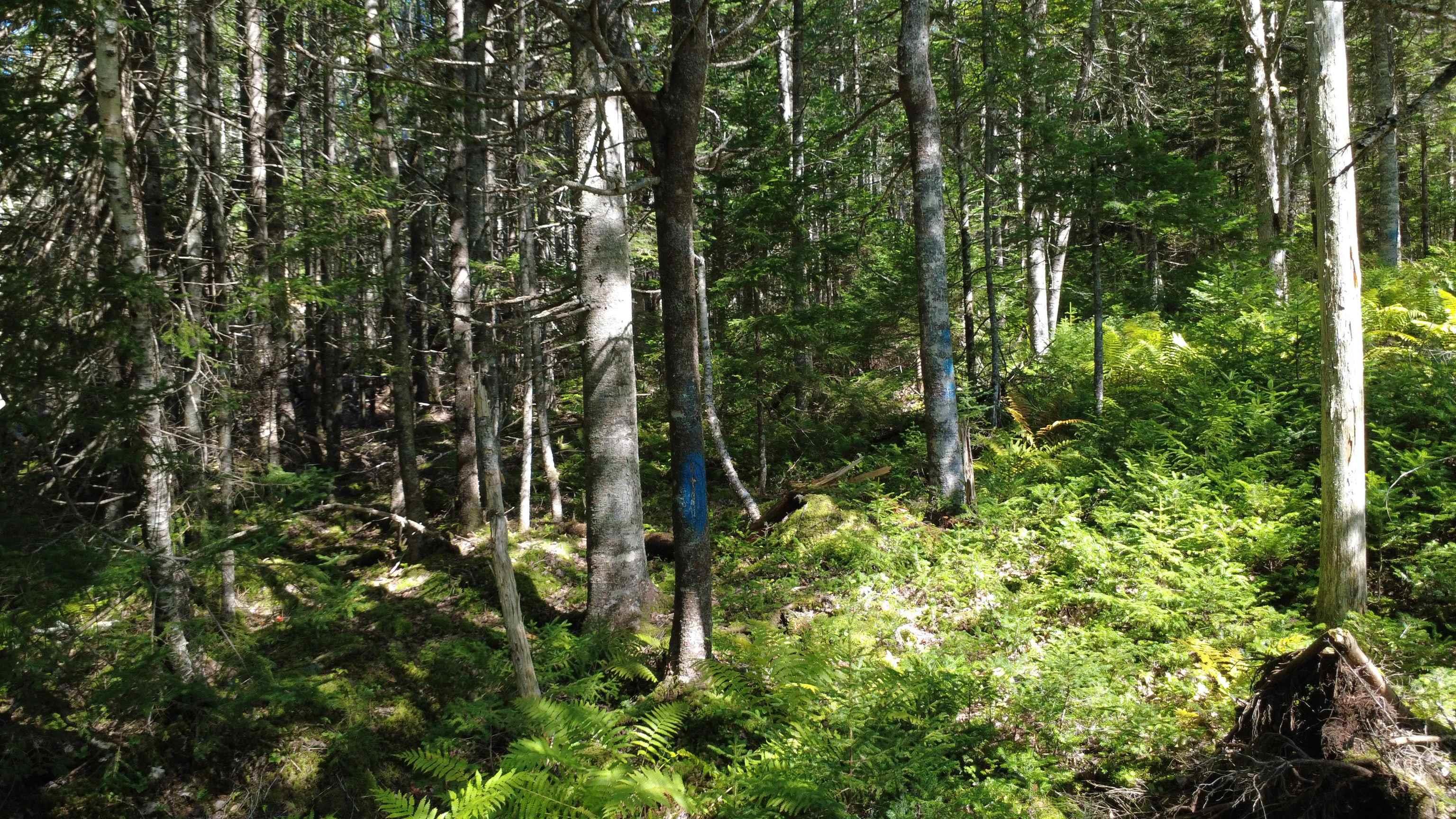 $99,900.00: Lot Vinegar Lake, Hubbards