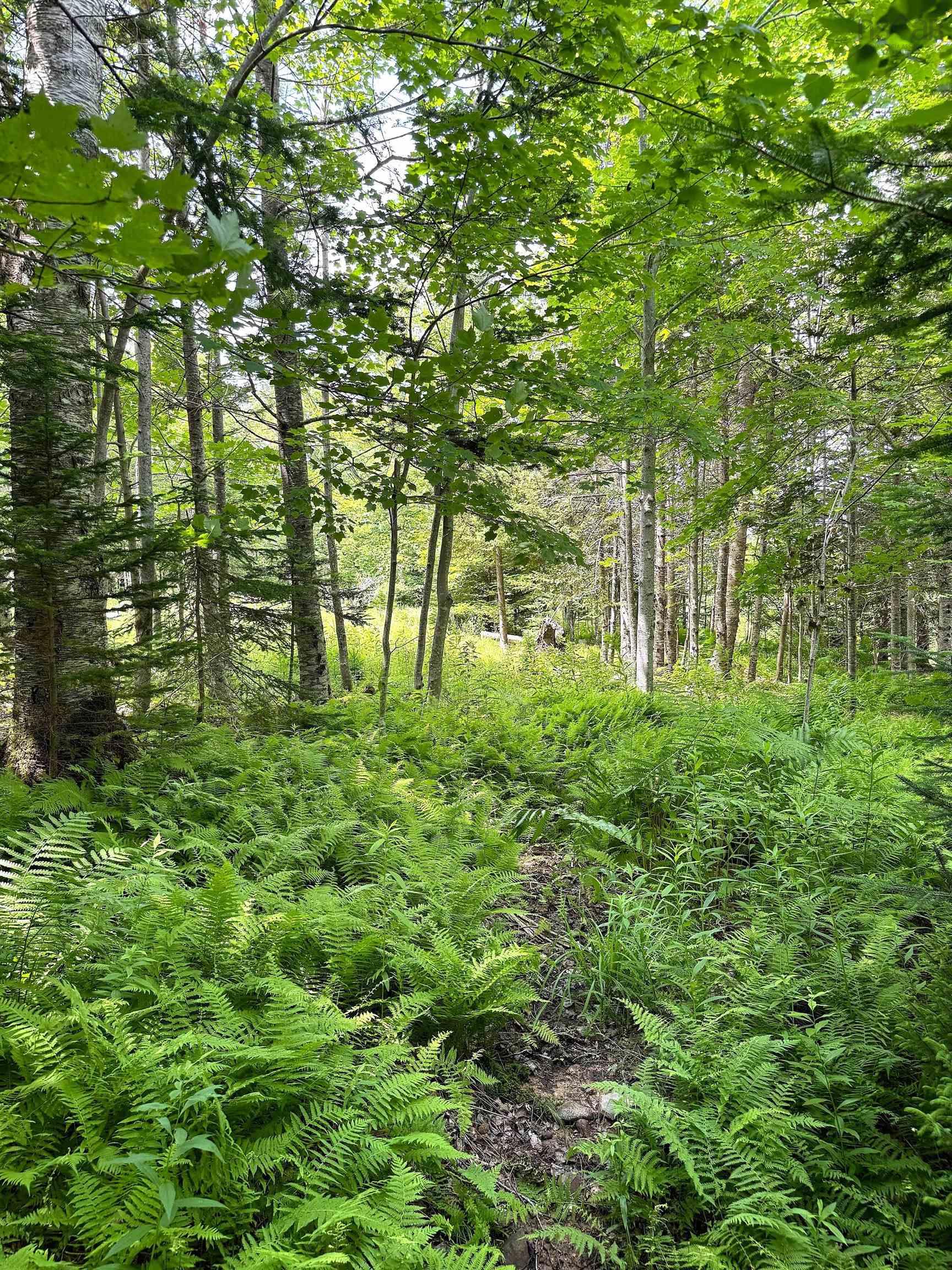 $52,000.00: Nature Dream Boulevard, Roberta