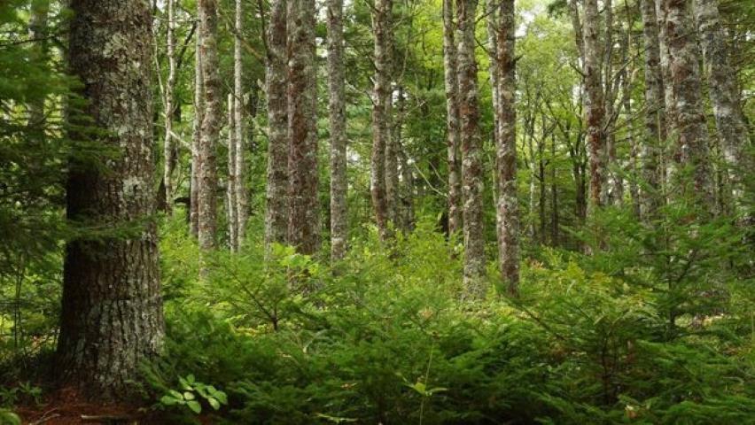 $135,900.00: Lots 8 9 10 11 Old Renfrew Road, Nine Mile River
