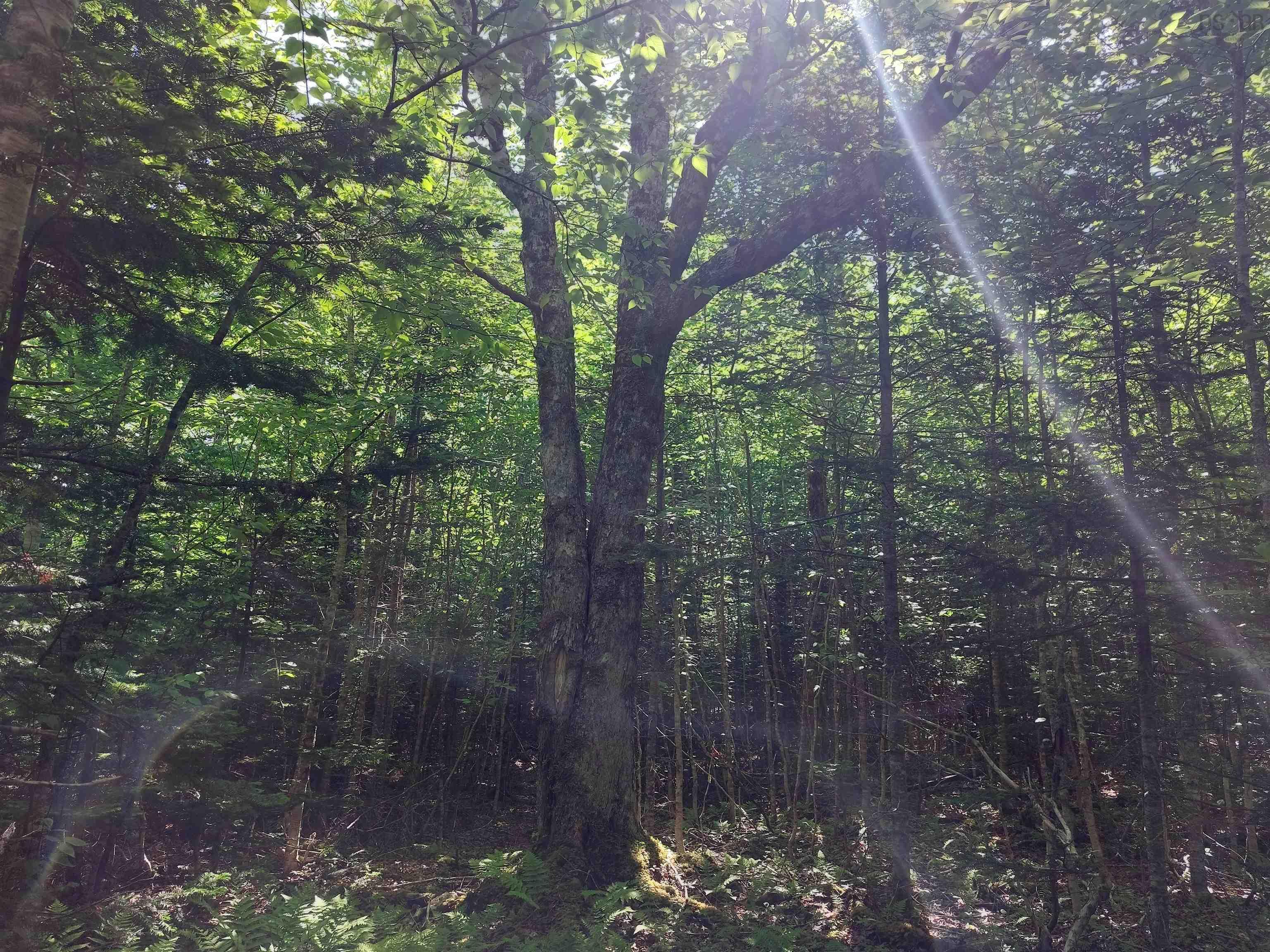 $49,000.00: Lot 8 Evanston Rd, Evanston