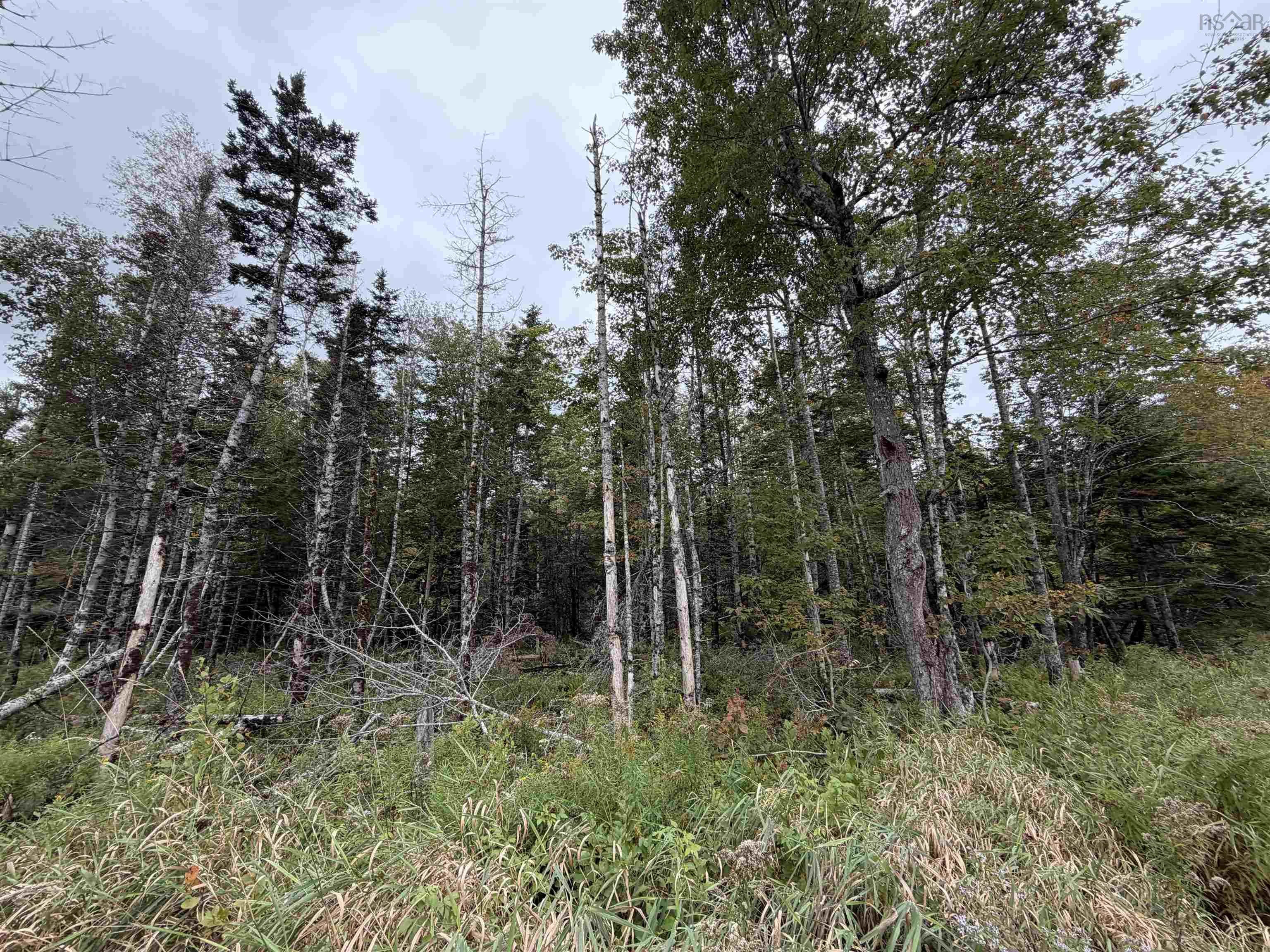 Sibley Road, Glenmore, NS (MLS® 202624230)