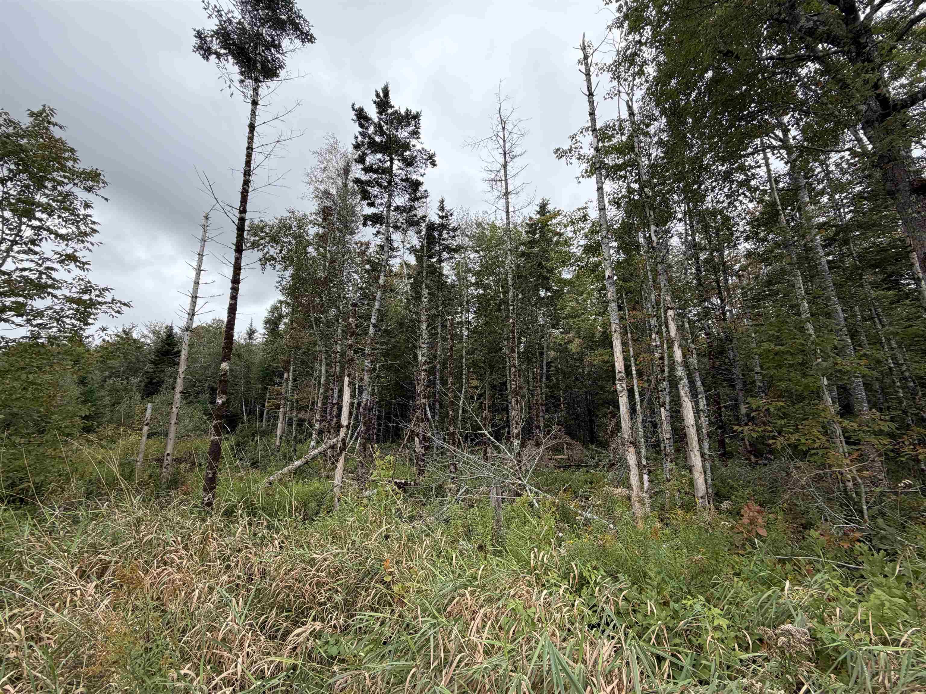 Sibley Road, Glenmore, NS (MLS® 202624230)