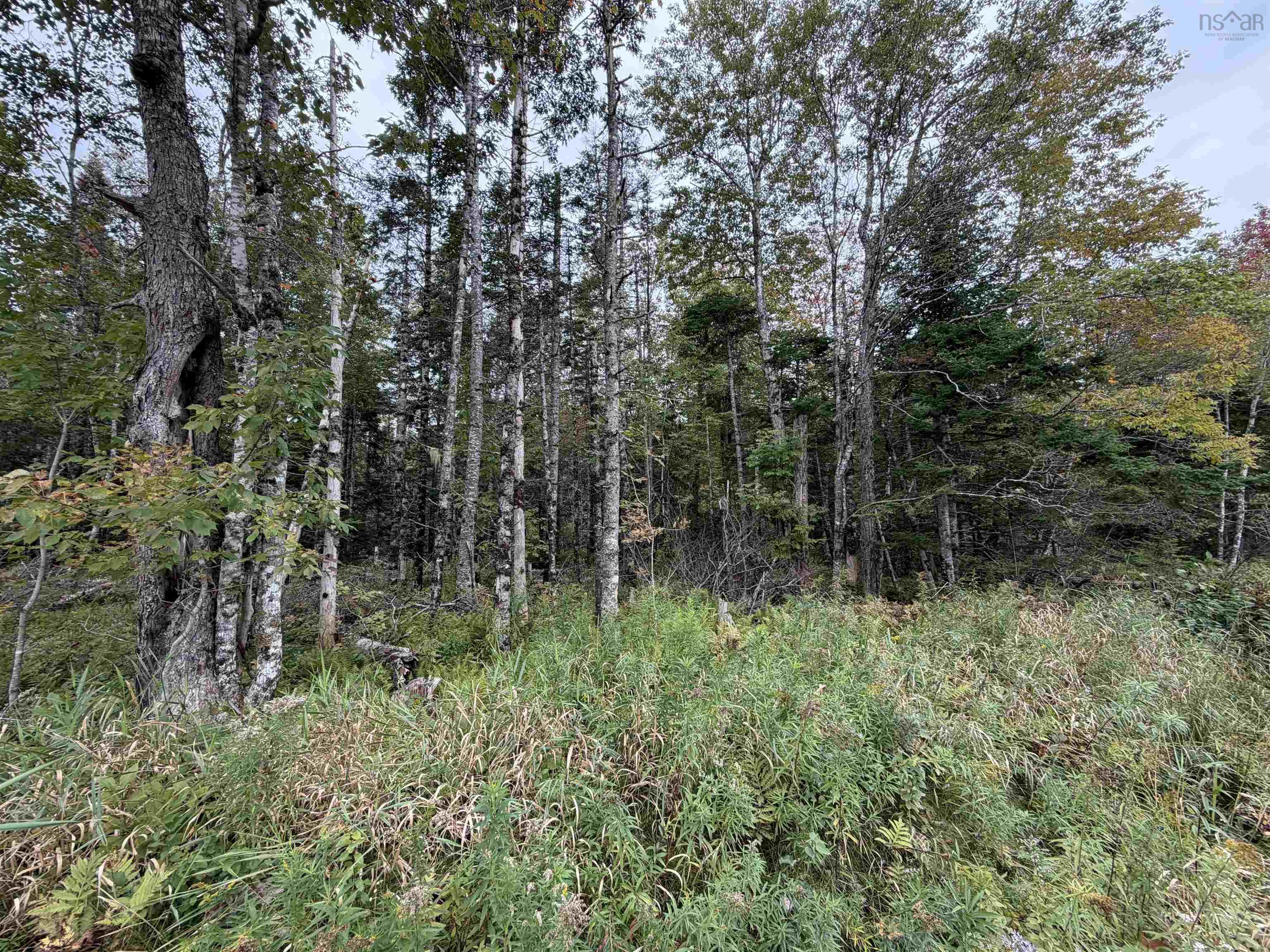 Sibley Road, Glenmore, NS (MLS® 202624230)