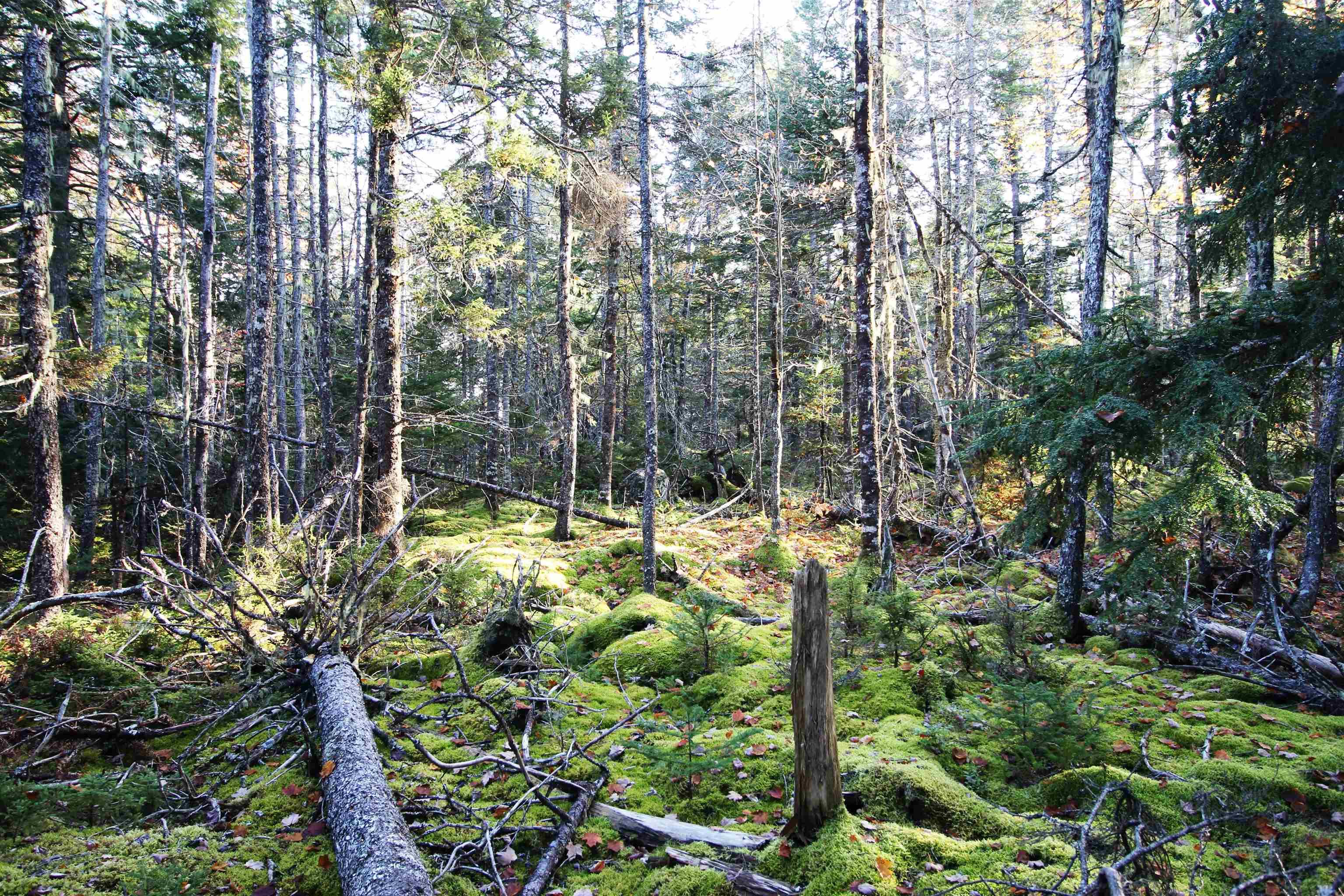 $65,000.00: Lot 62 Sand Cove Rd (Portion of), Westfield