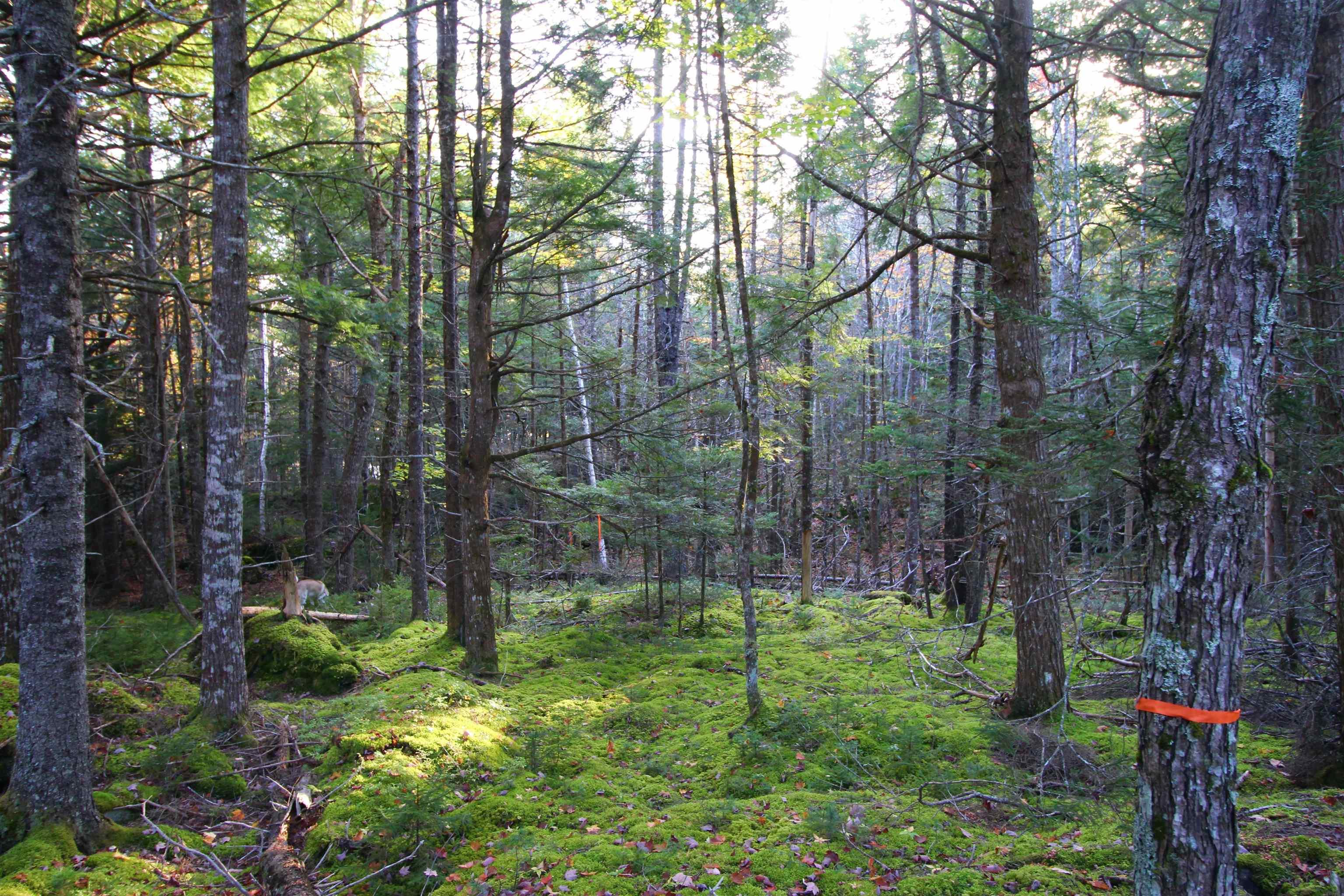 $65,000.00: Lot 62 Sand Cove Rd (Portion of), Westfield