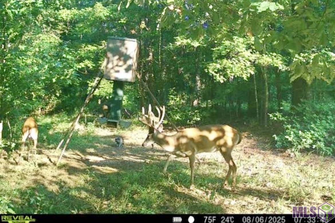 655 OIL WELL RD, Other, MS 39096