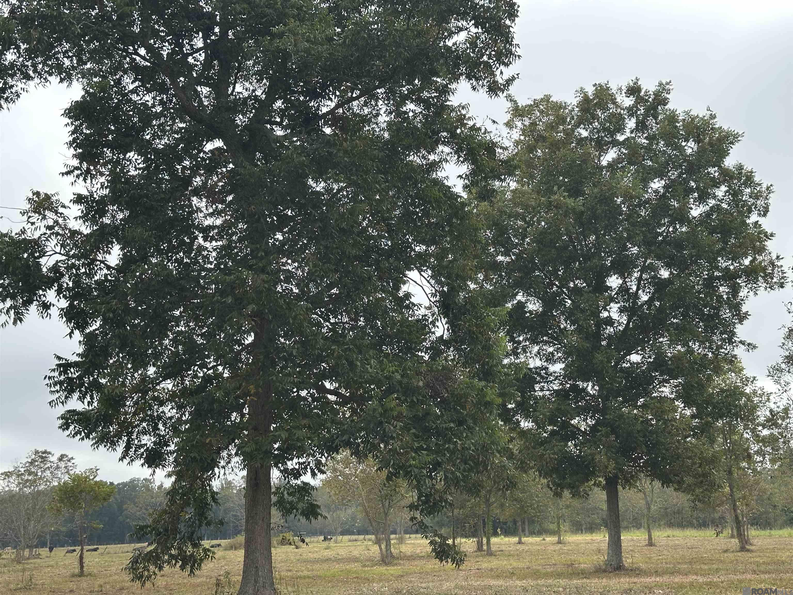 8874 Elton St, Livonia, LA, 70755