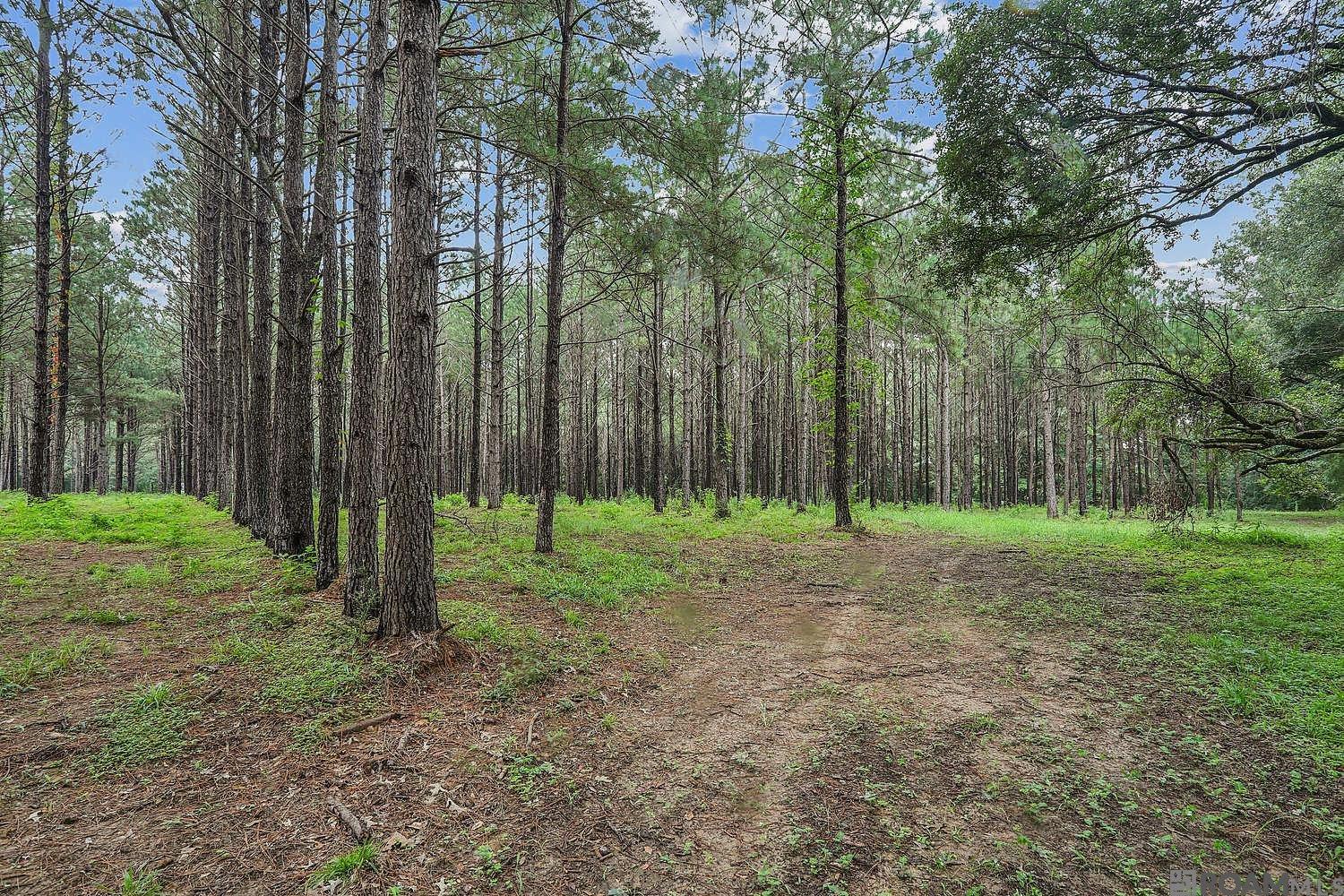 5585 La Hwy 966, St Francisville, LA, 70775