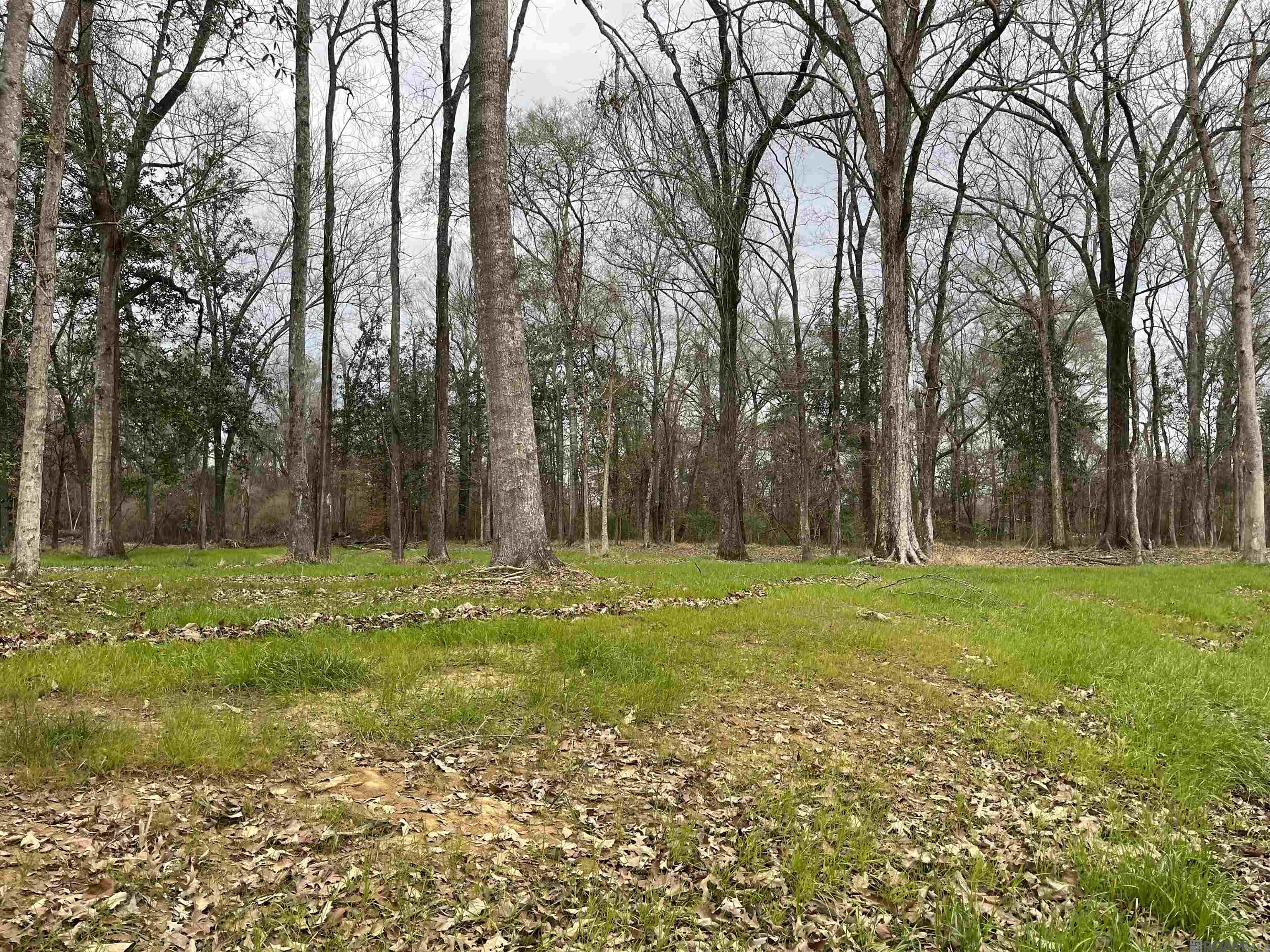 Lemon Rd, Slaughter, LA, 70777