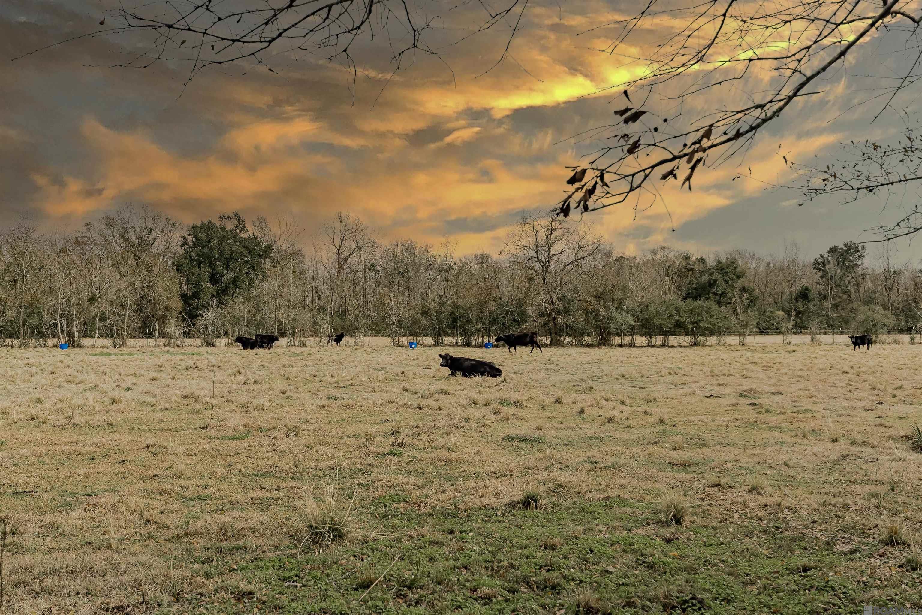 15454 Summer Trace Dr, Prairieville, LA, 70769