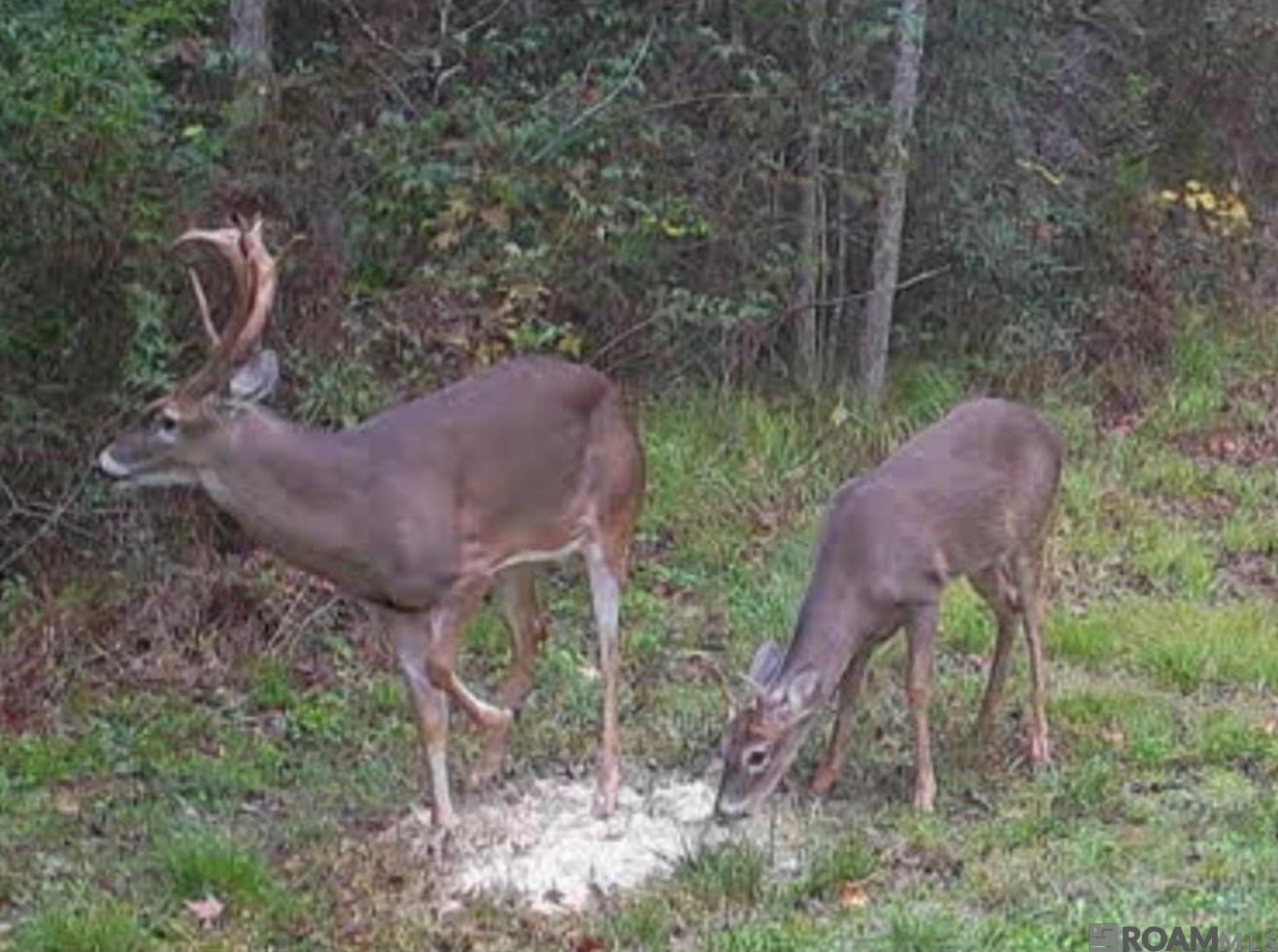 E-1-E-1-E La Hwy 67, Zachary, LA, 70791