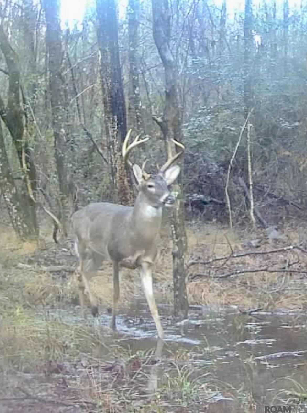 50 Hall And Lindsey Rd, Greensburg, LA, 70441