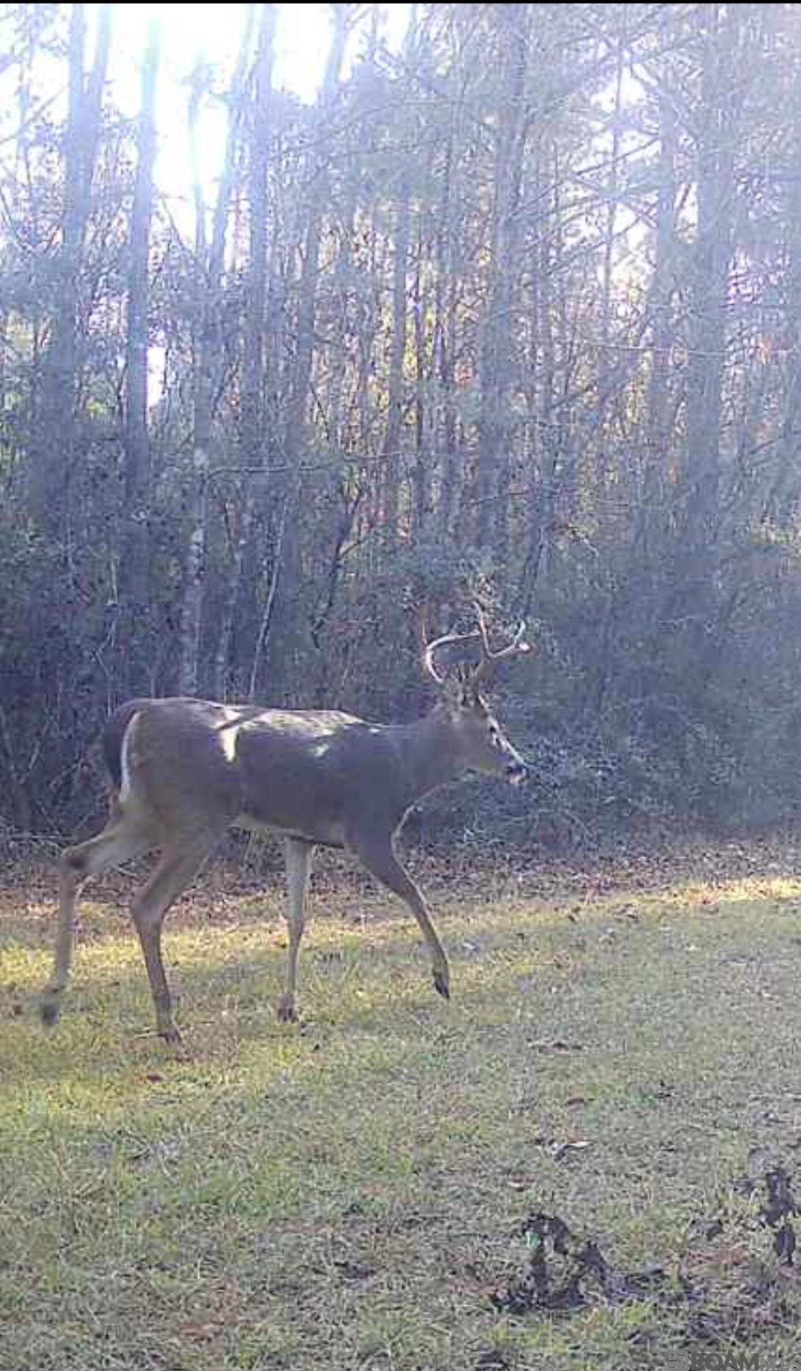 50 Hall And Lindsey Rd, Greensburg, LA, 70441